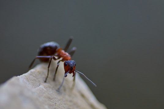 A close up of a small insect on a piece of paper