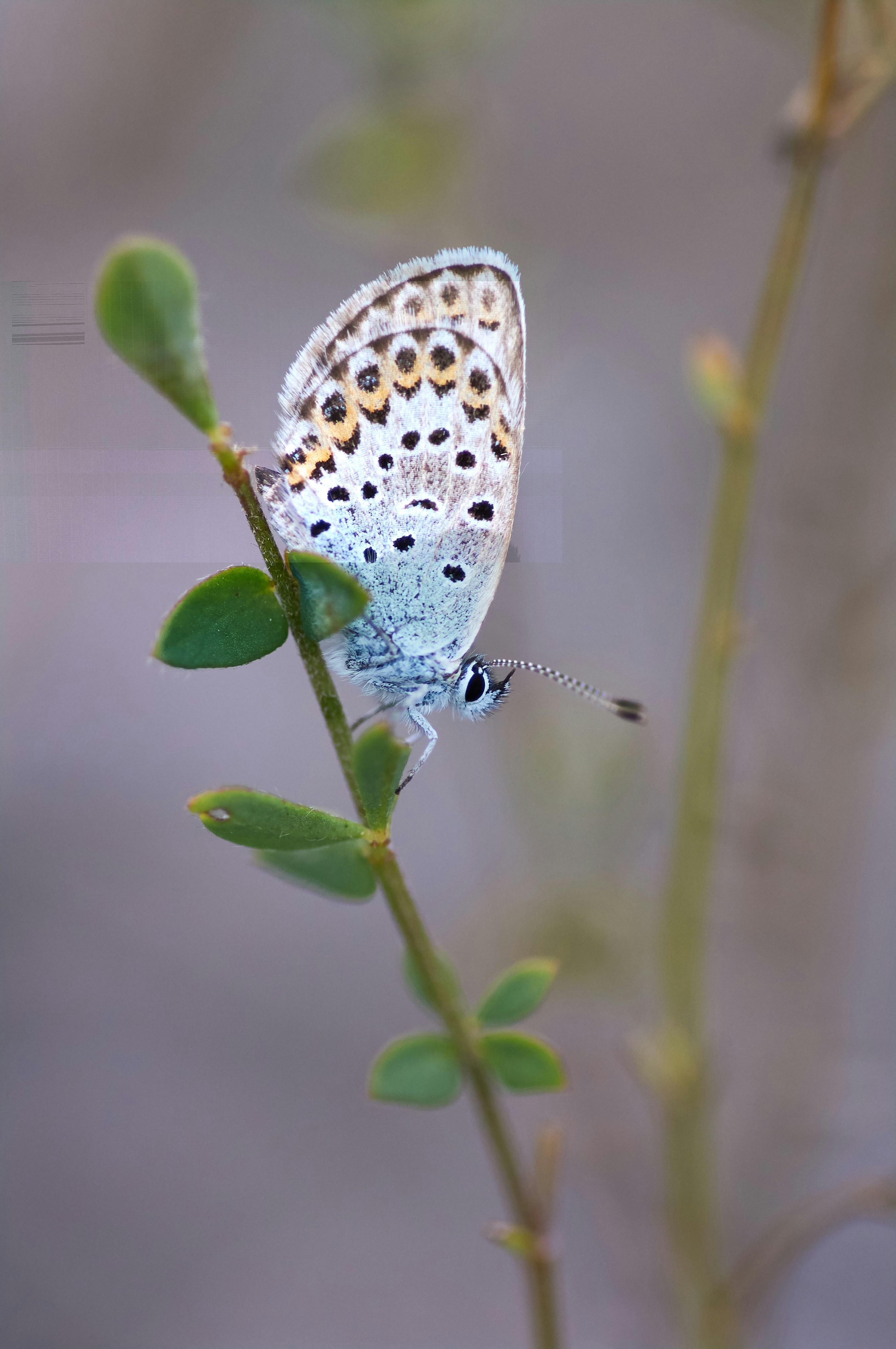 Photo by wolfgang_hasselmann
