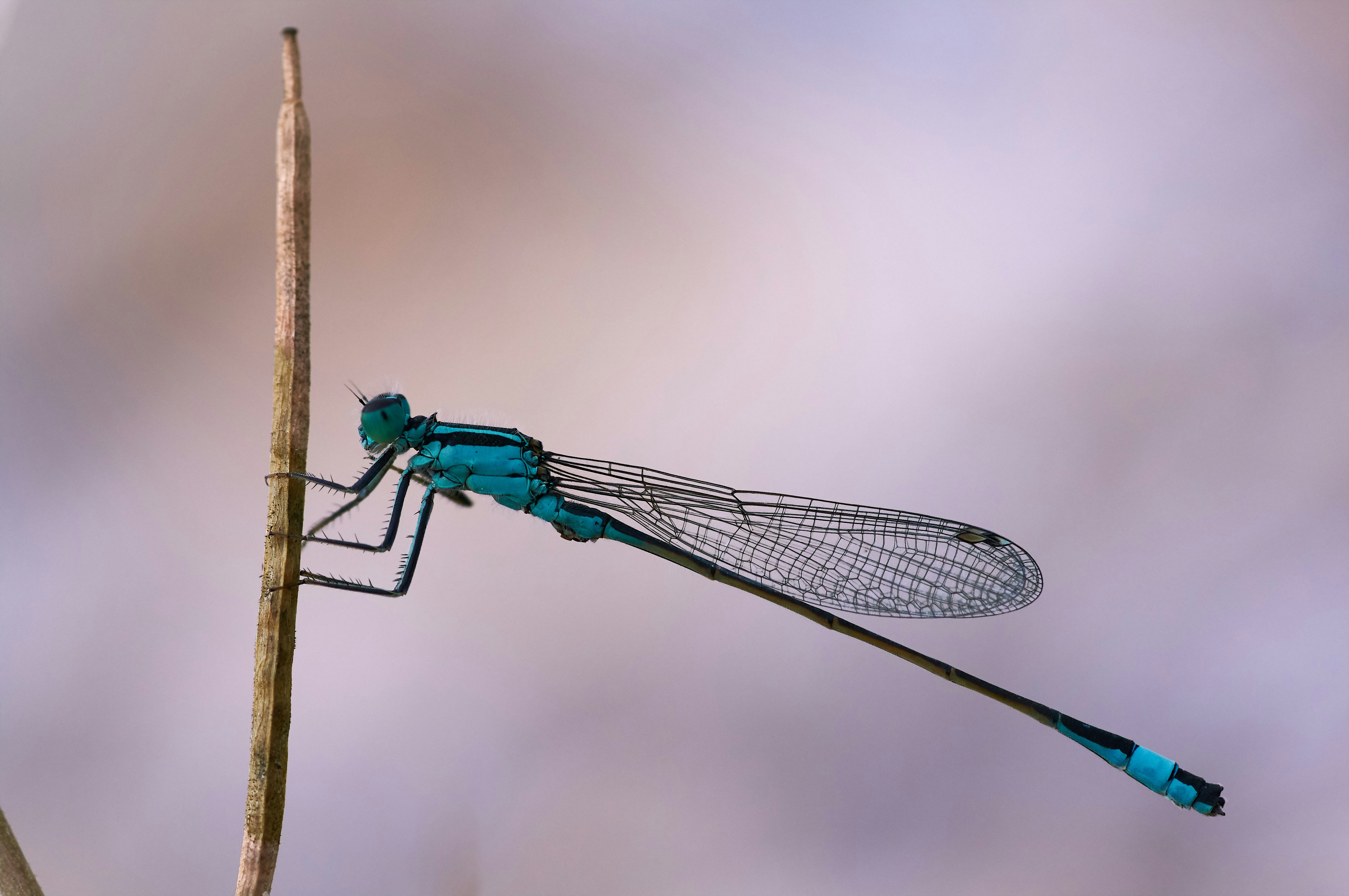 Photo by wolfgang_hasselmann