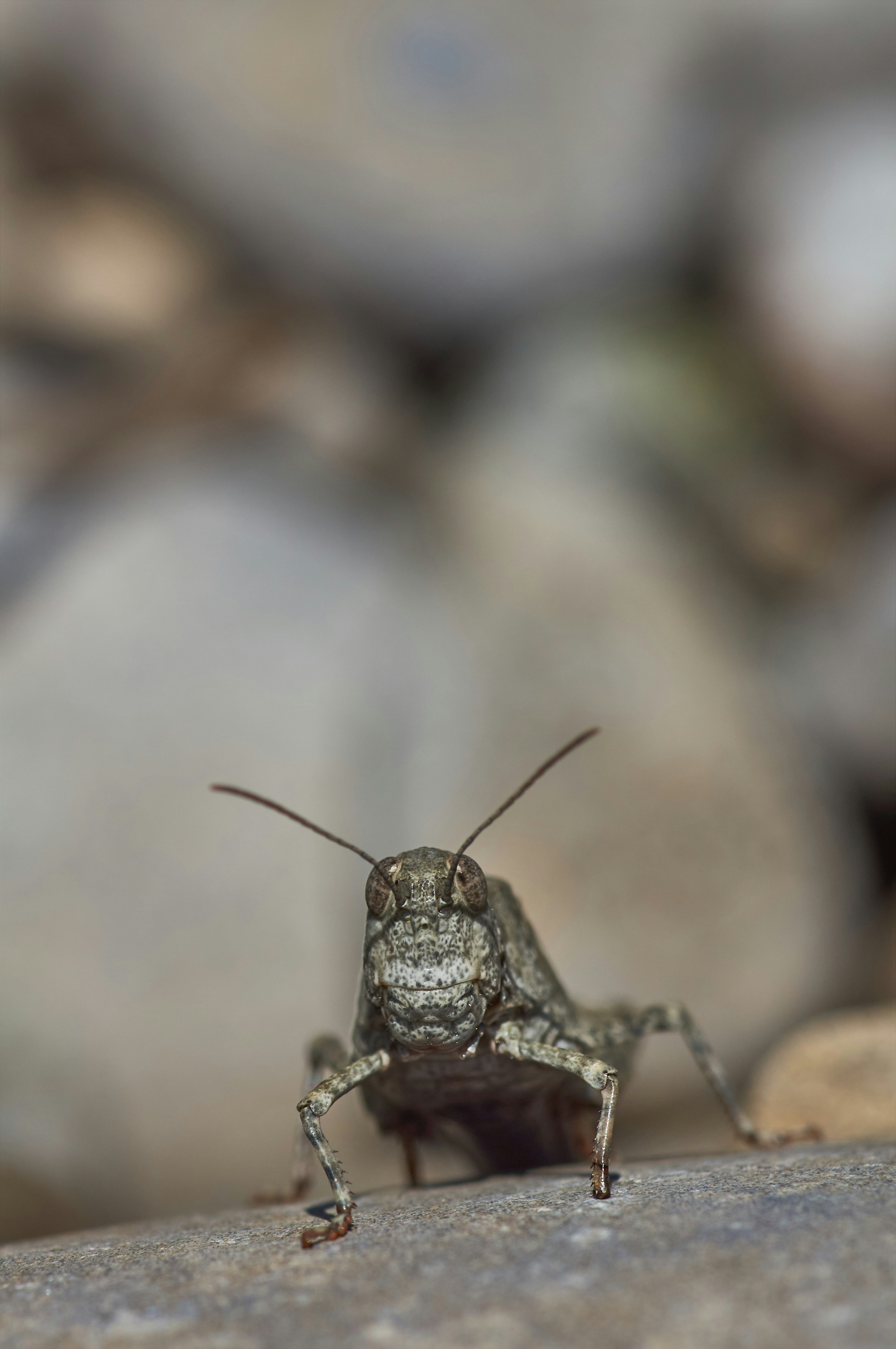 Photo by wolfgang_hasselmann