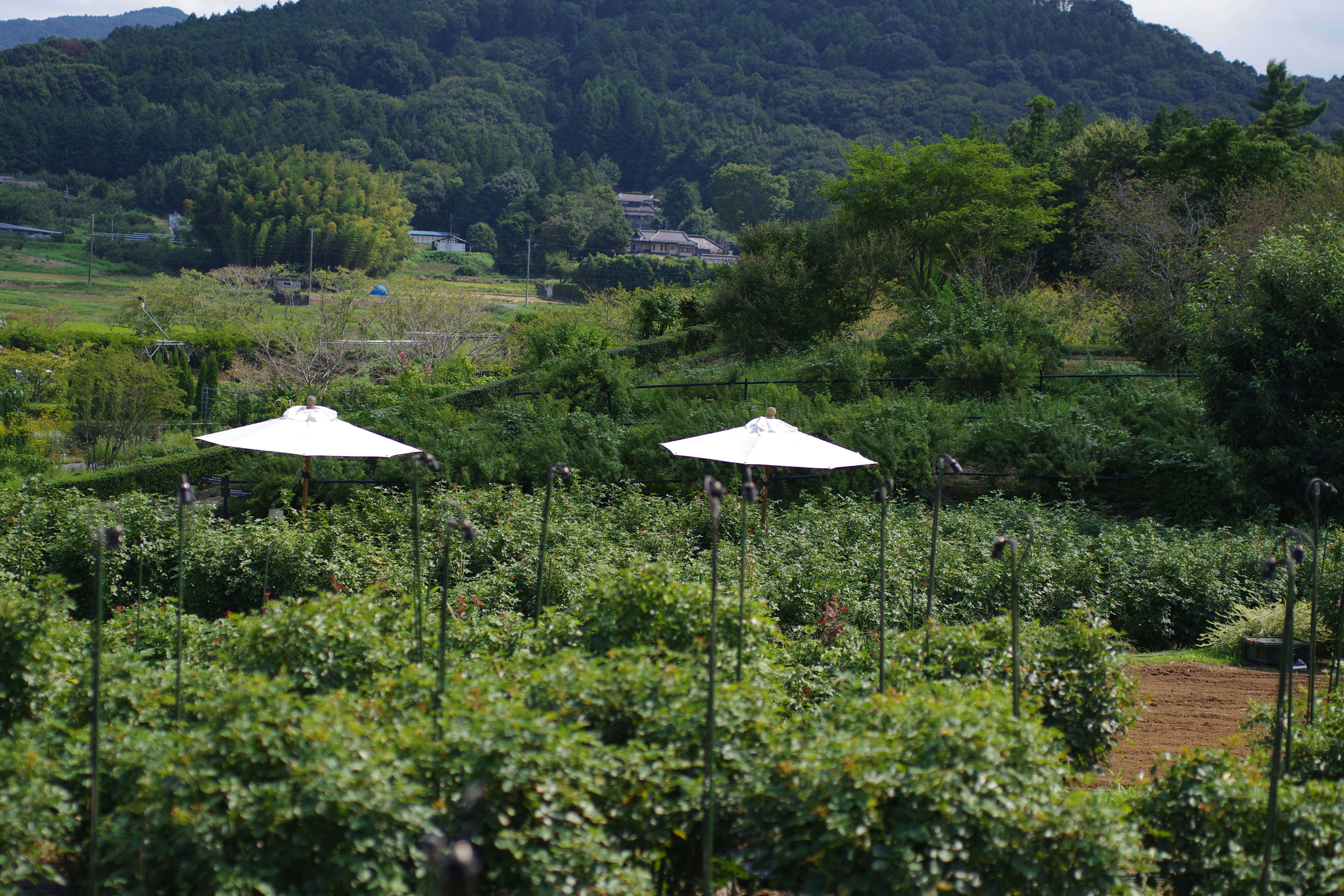 😱震驚！你家這樣擺，窮一輩子！風水師絕對不說的秘密！