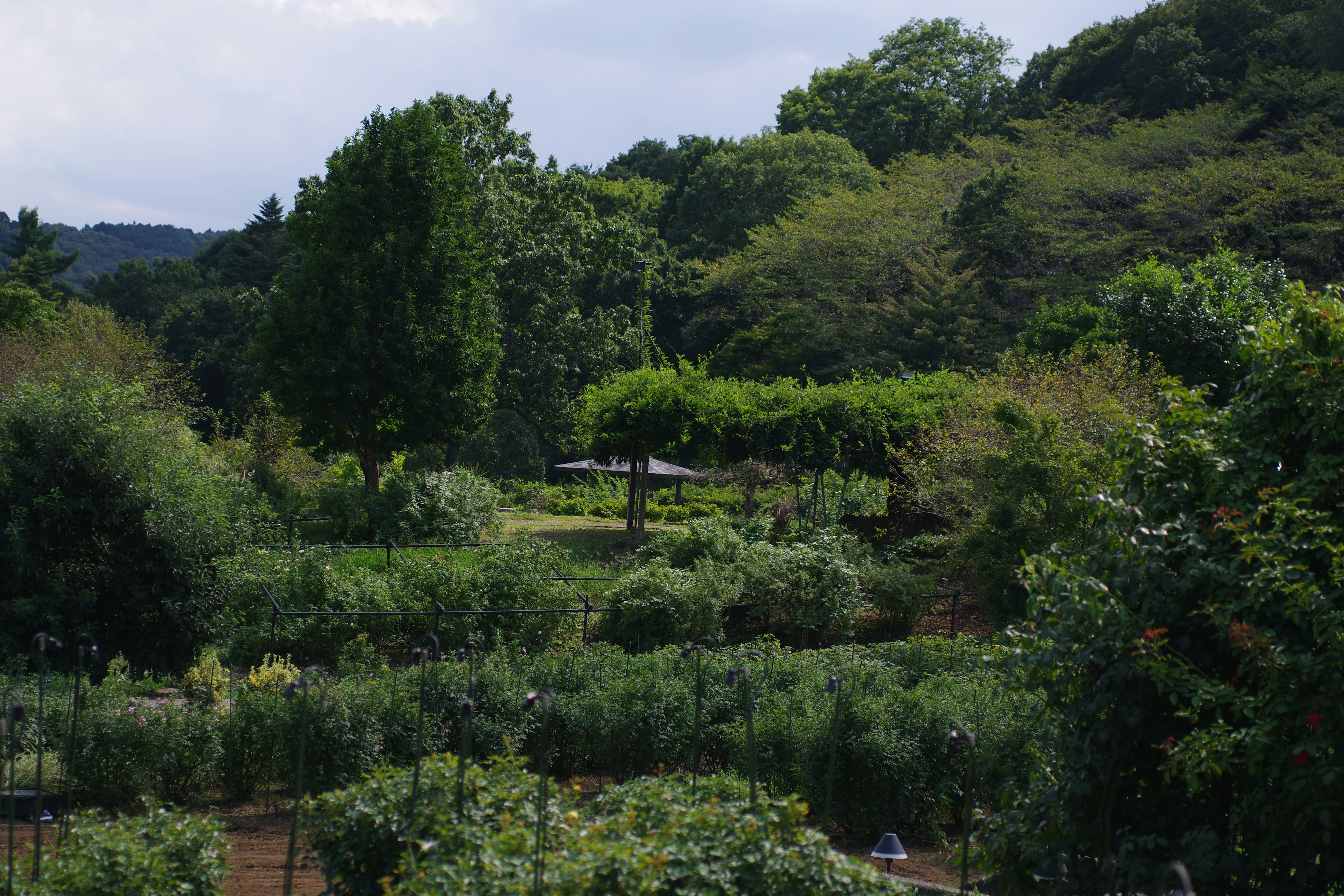 Beautiful green and flower garden