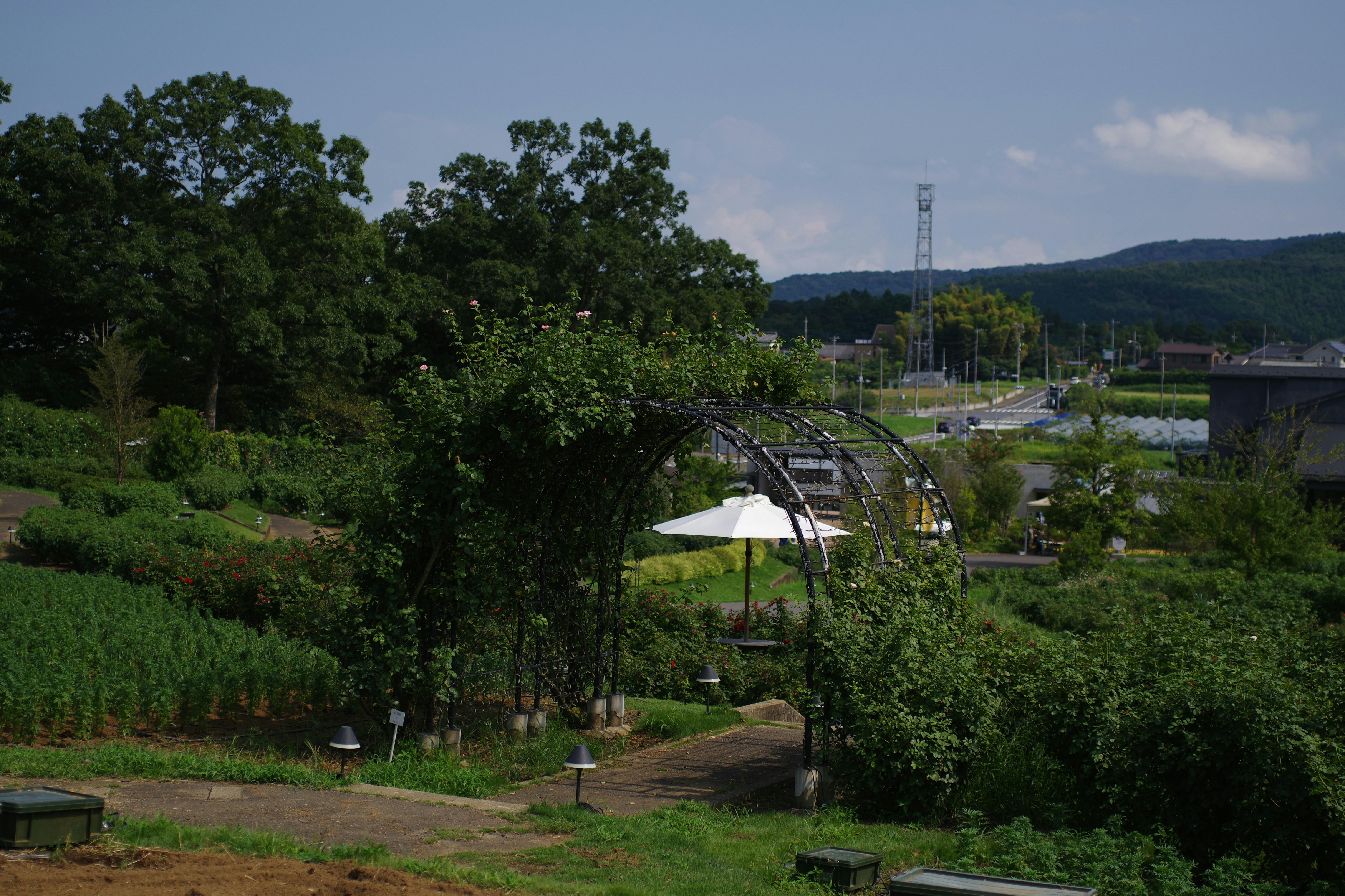 A view of a park with a lot of trees