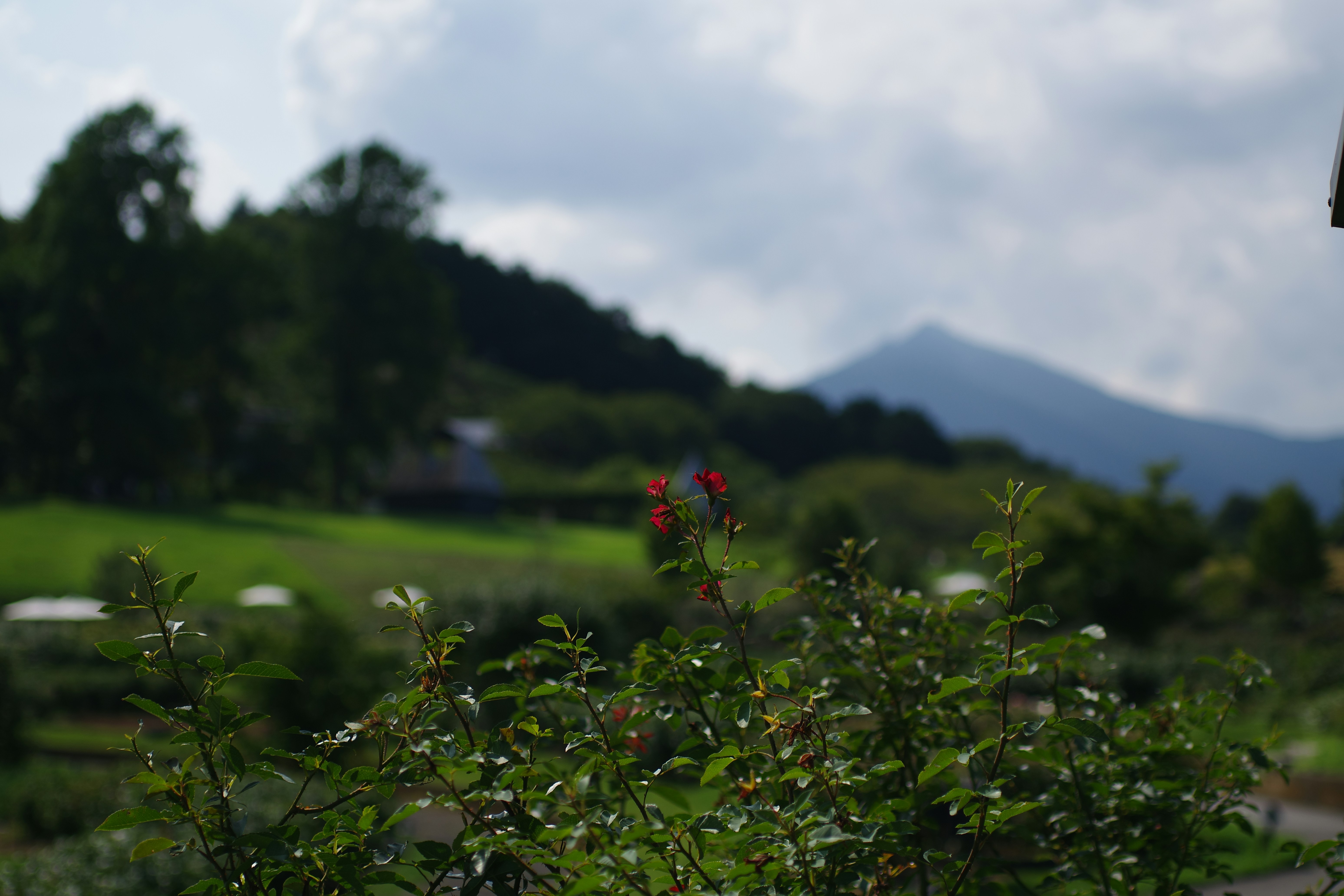 Photo by naopp