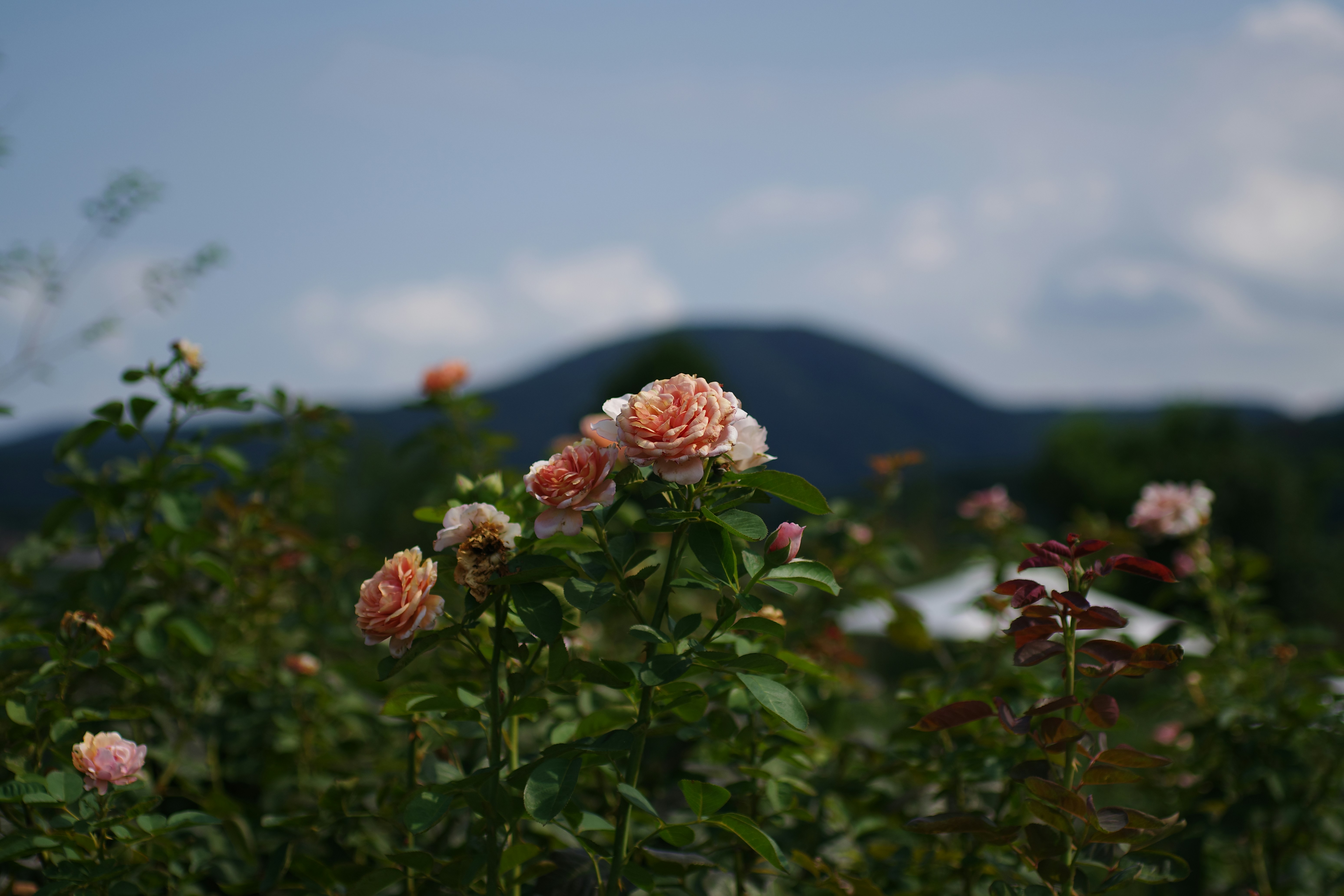 Photo by naopp
