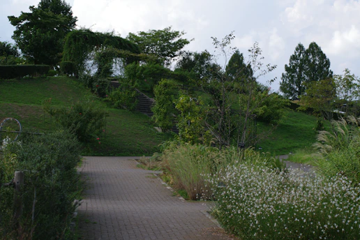 A path leading to a lush green hillside