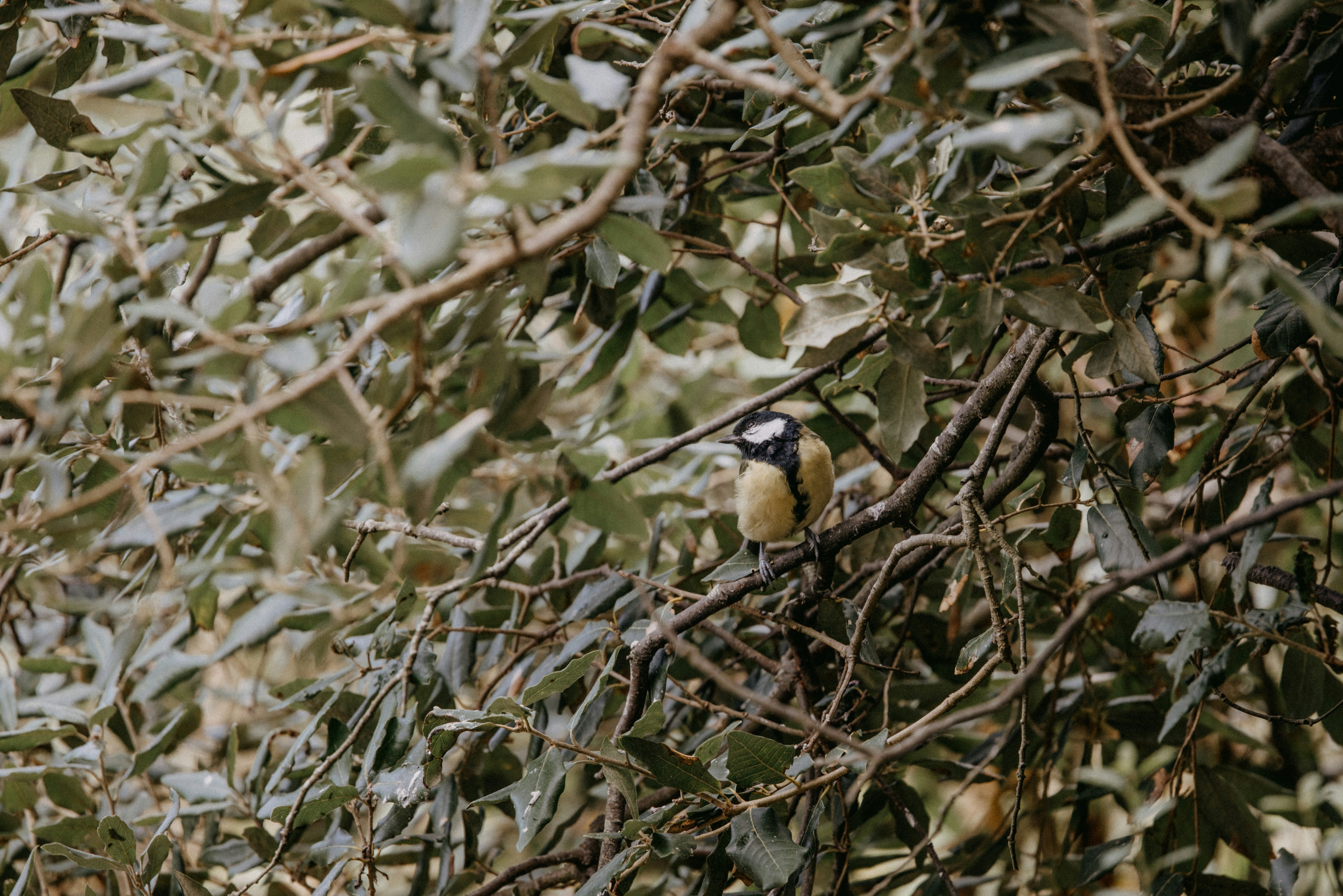 Photo by anniespratt