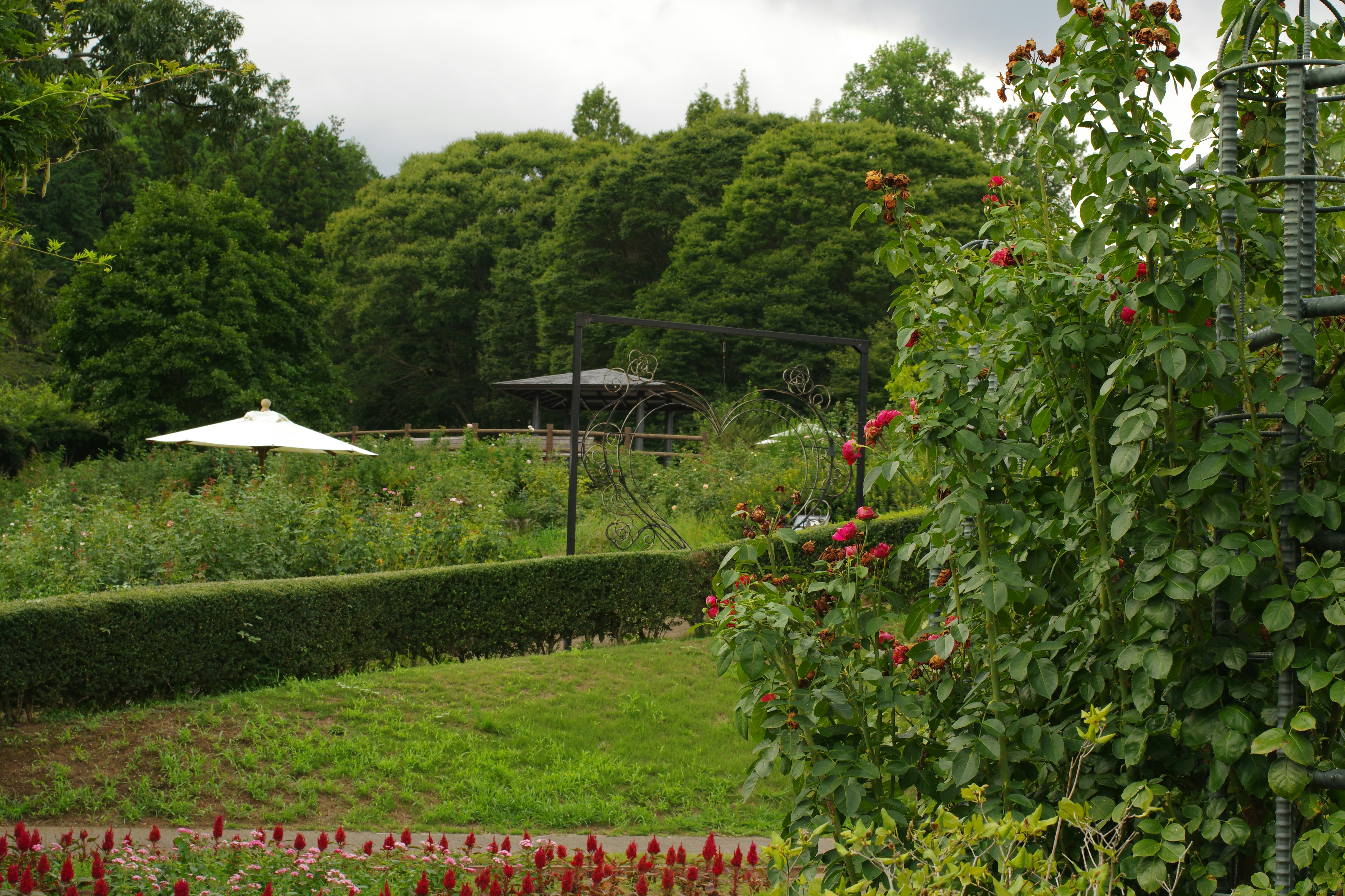 A lush green field filled with lots of flowers