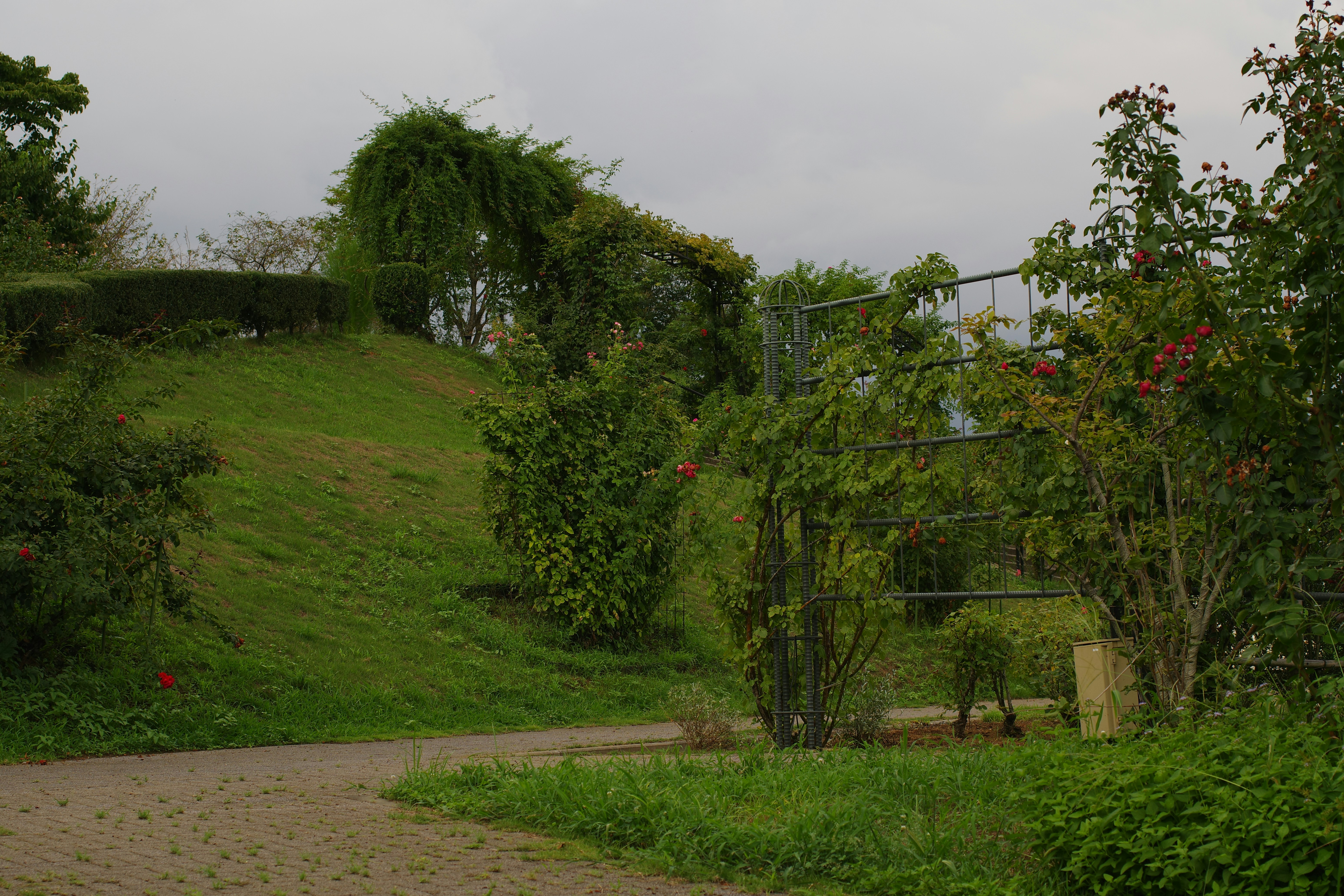 A dirt road going through a lush green forest, Beautiful green and flower garden、新緑と美しい花が織りなす絶景 A superb view of fresh greenery and beautiful flowers、Give a bouquet of flowers 花束贈るA superb view of Japan