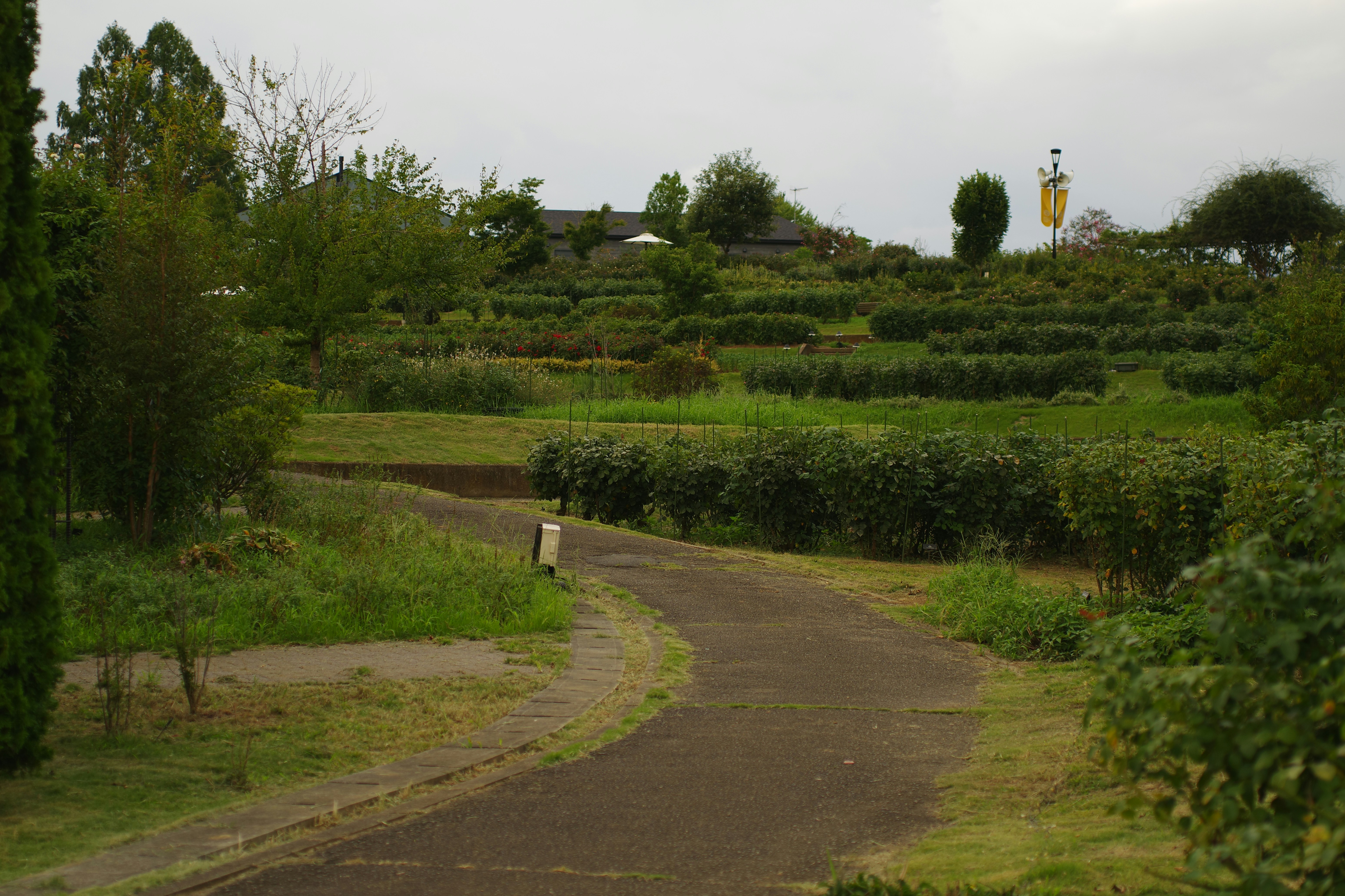 A person walking down a road in the middle of a lush green field