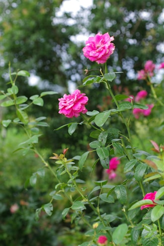 A bush of pink flowers with green leaves