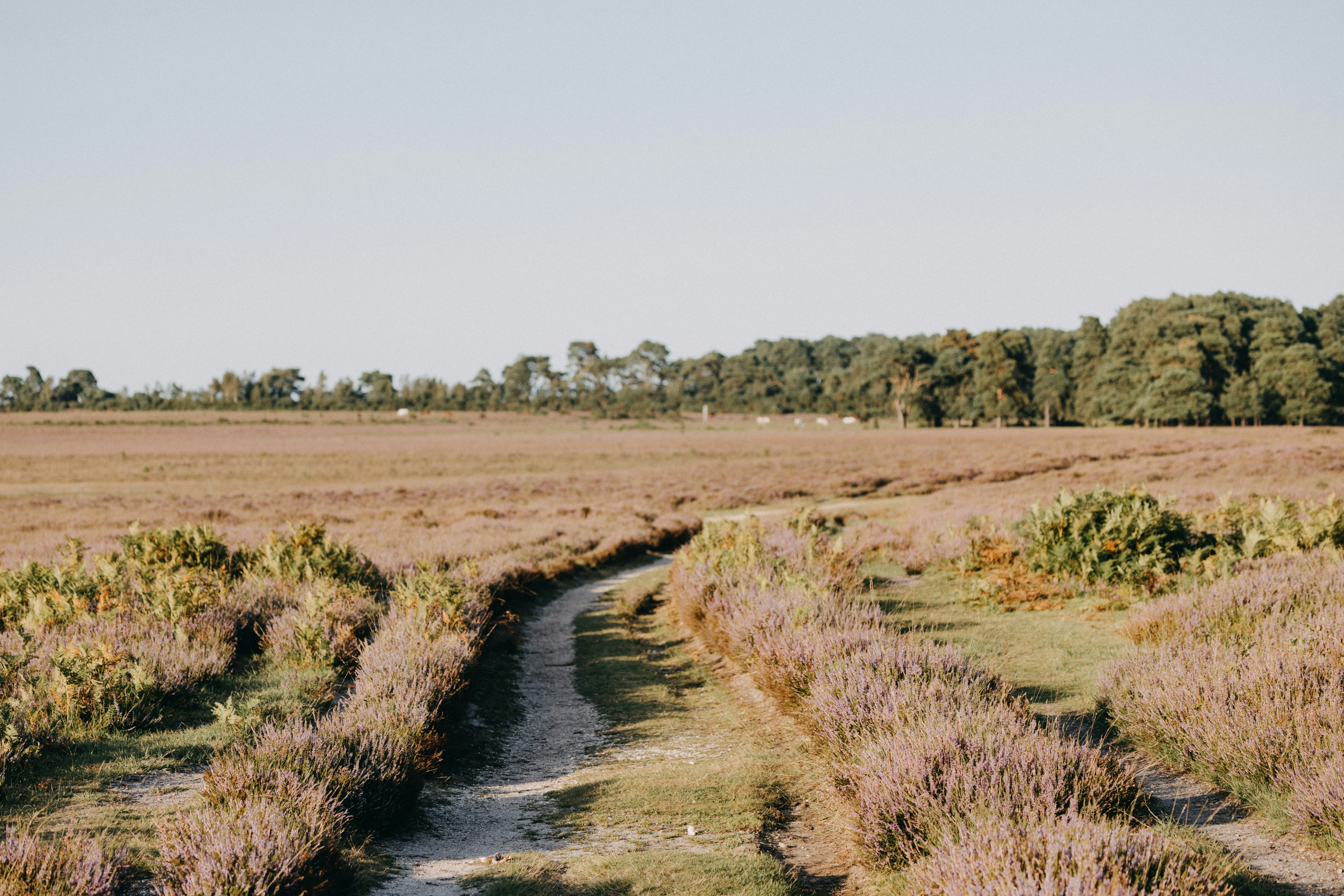 Photo by anniespratt