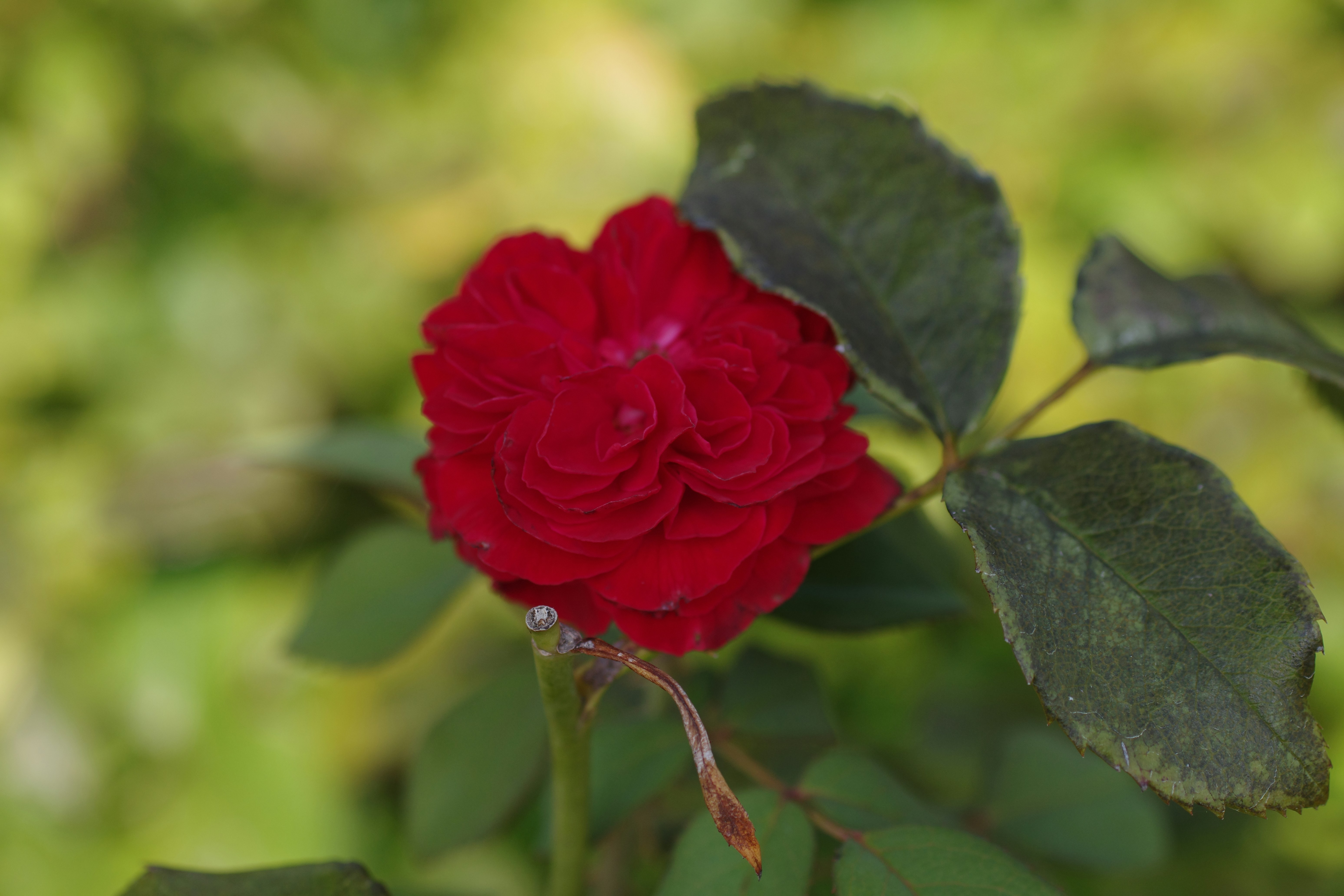 A close up of a red rose with green leaves