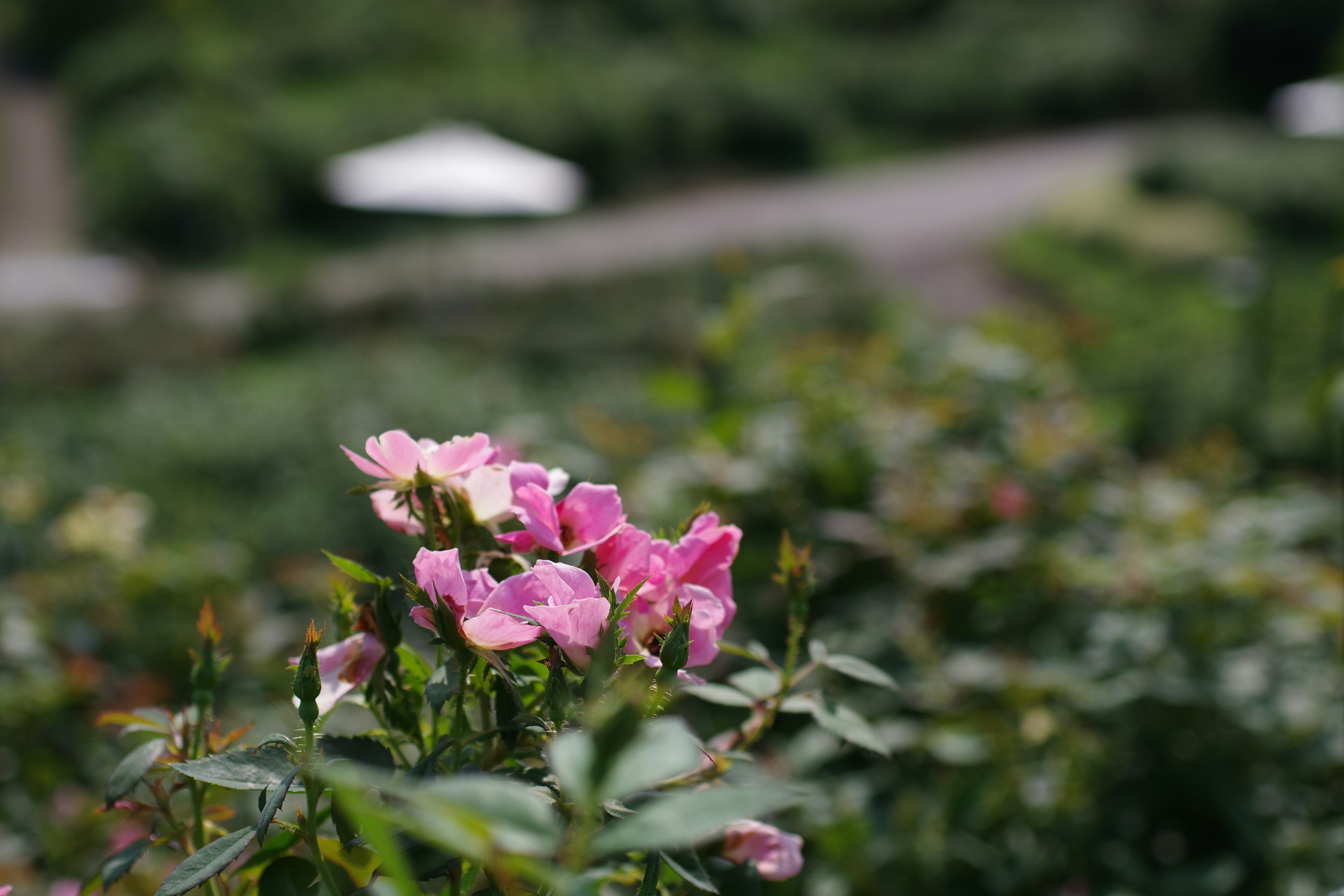 Photo by naopp