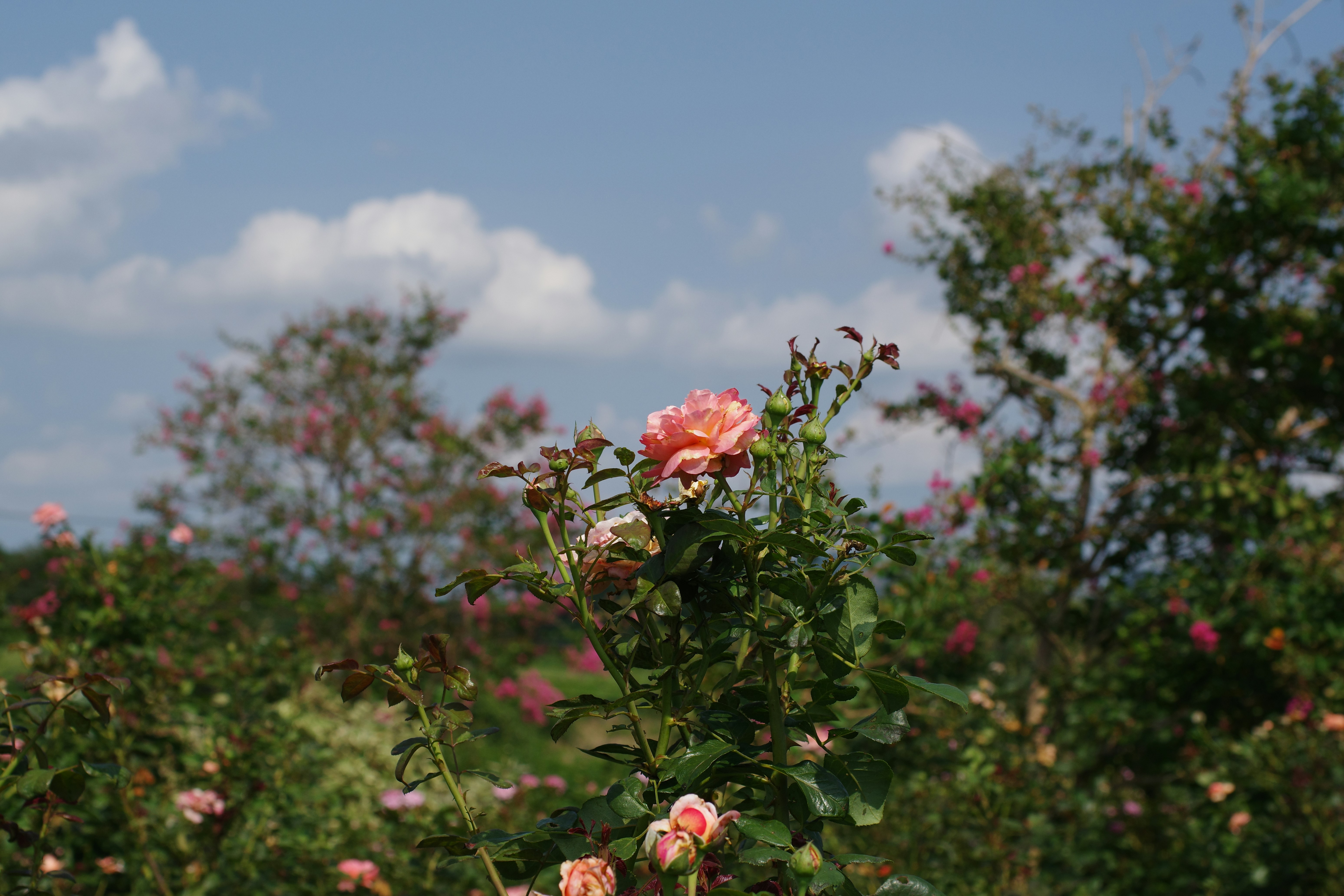 😱家裡這幾樣東西沒丟，難怪你窮！風水師爆料！
