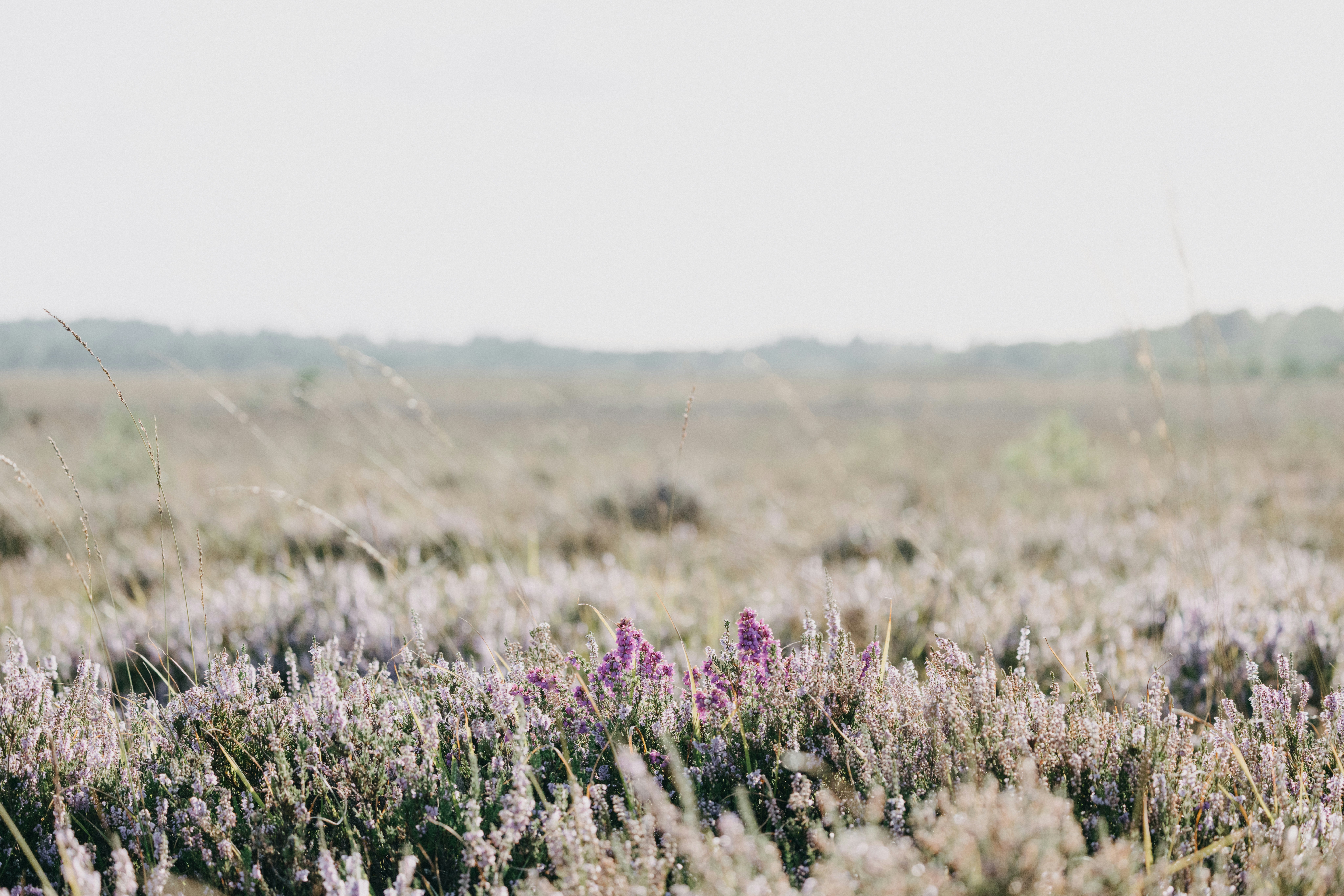 Photo by anniespratt