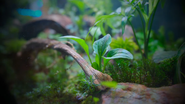 Gros plan d'une plante poussant sur une roche aquatique