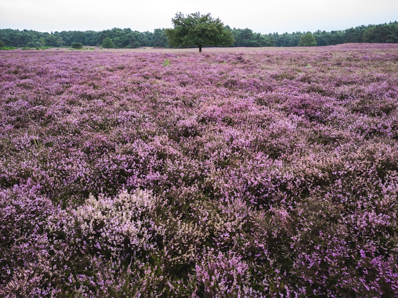 Natuur & wandelen weekendje weg