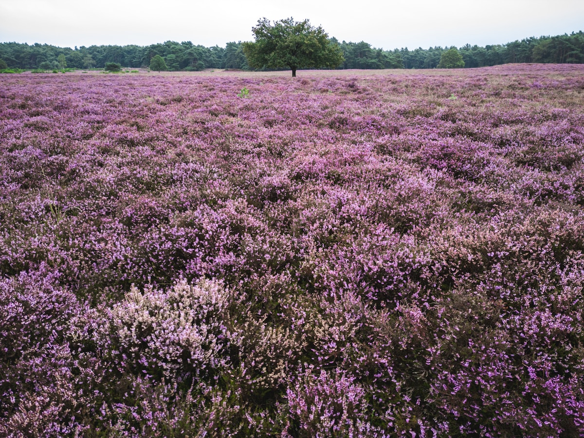 Veluwe heide paars, Nederland