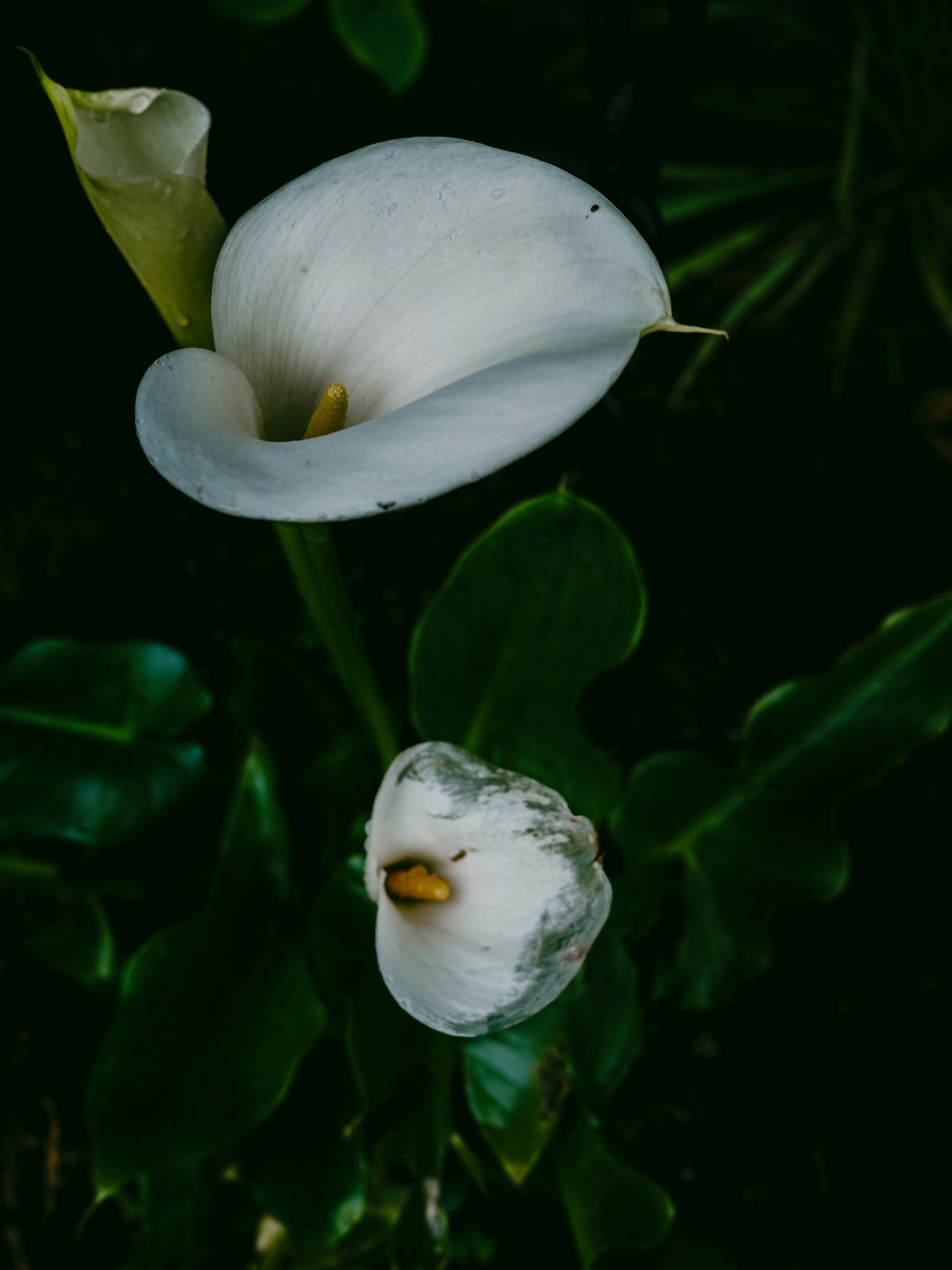 Photo by jonlanzieri