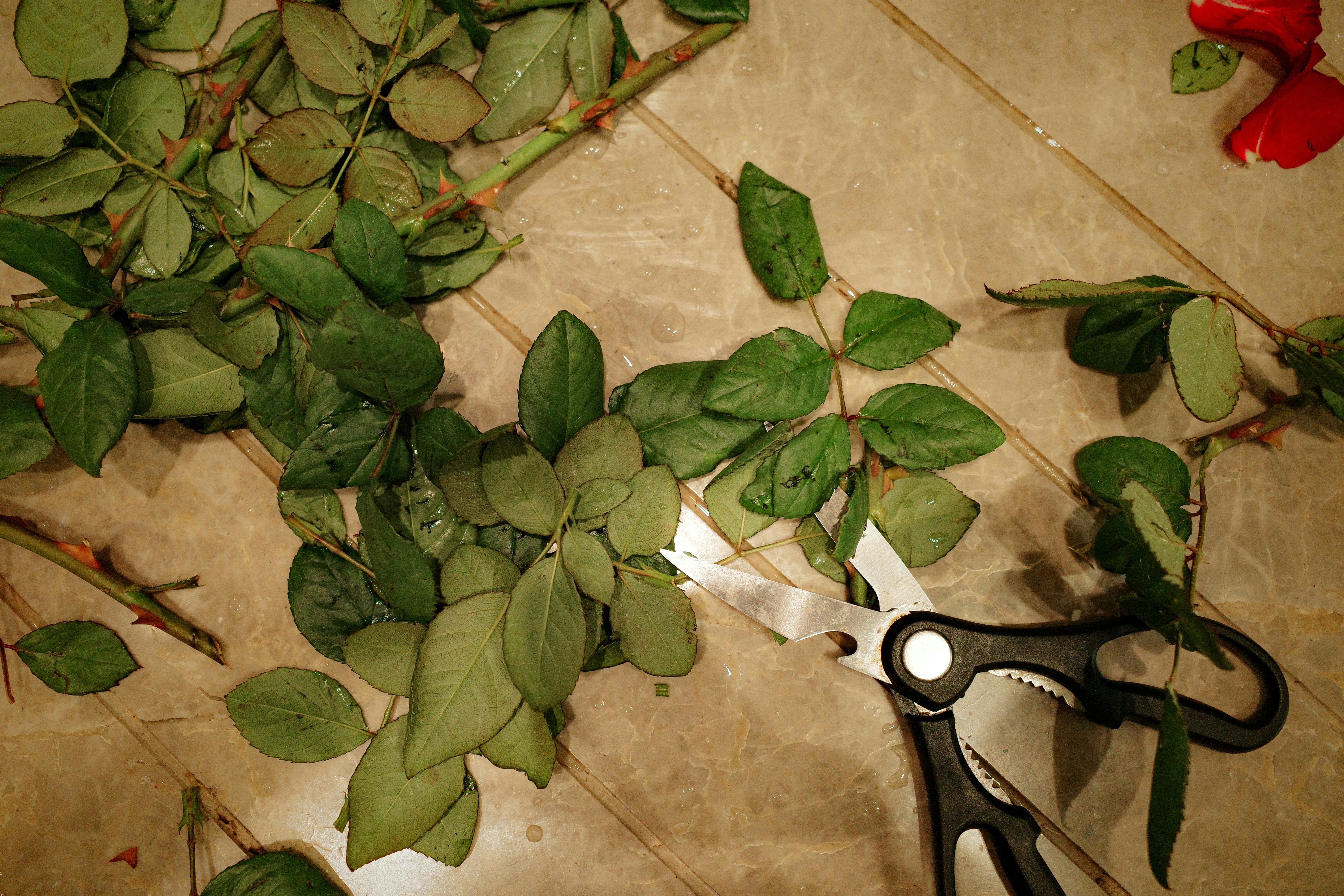 Image comparing raking, blowing, and vacuuming methods for leaf removal