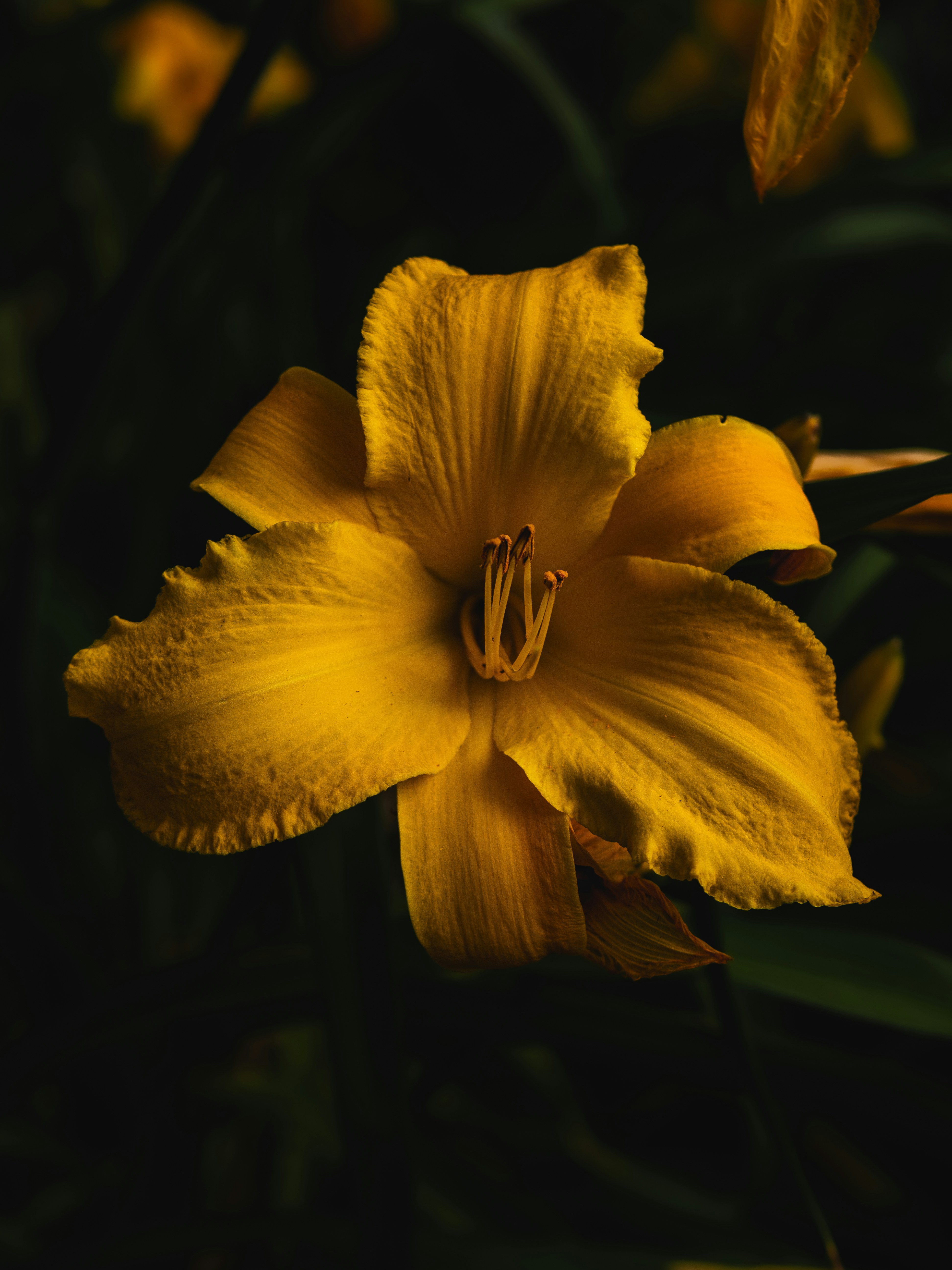 Photo by jonlanzieri