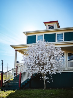 A tree with white flowers in front of a house