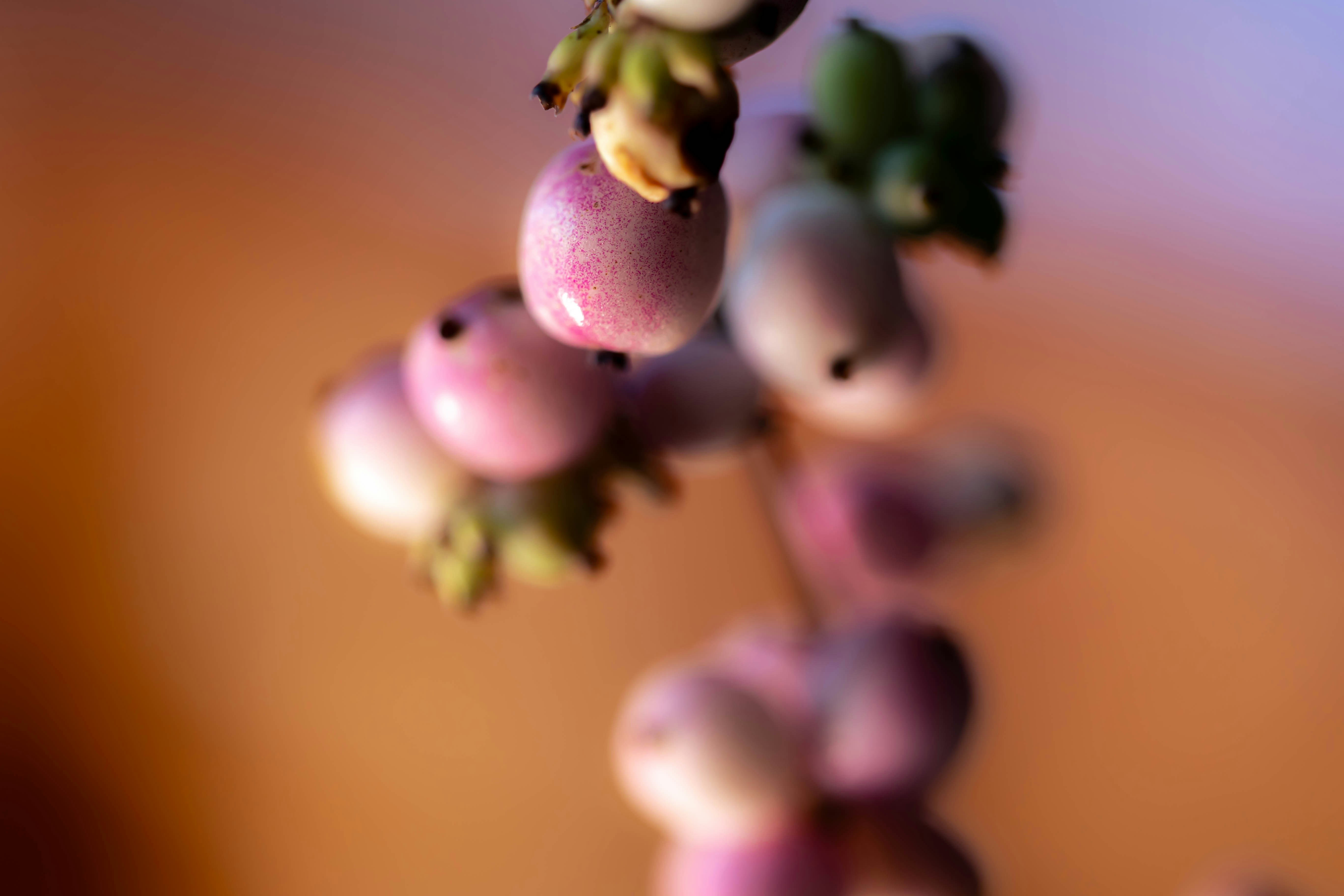 National Grape Popsicle Day