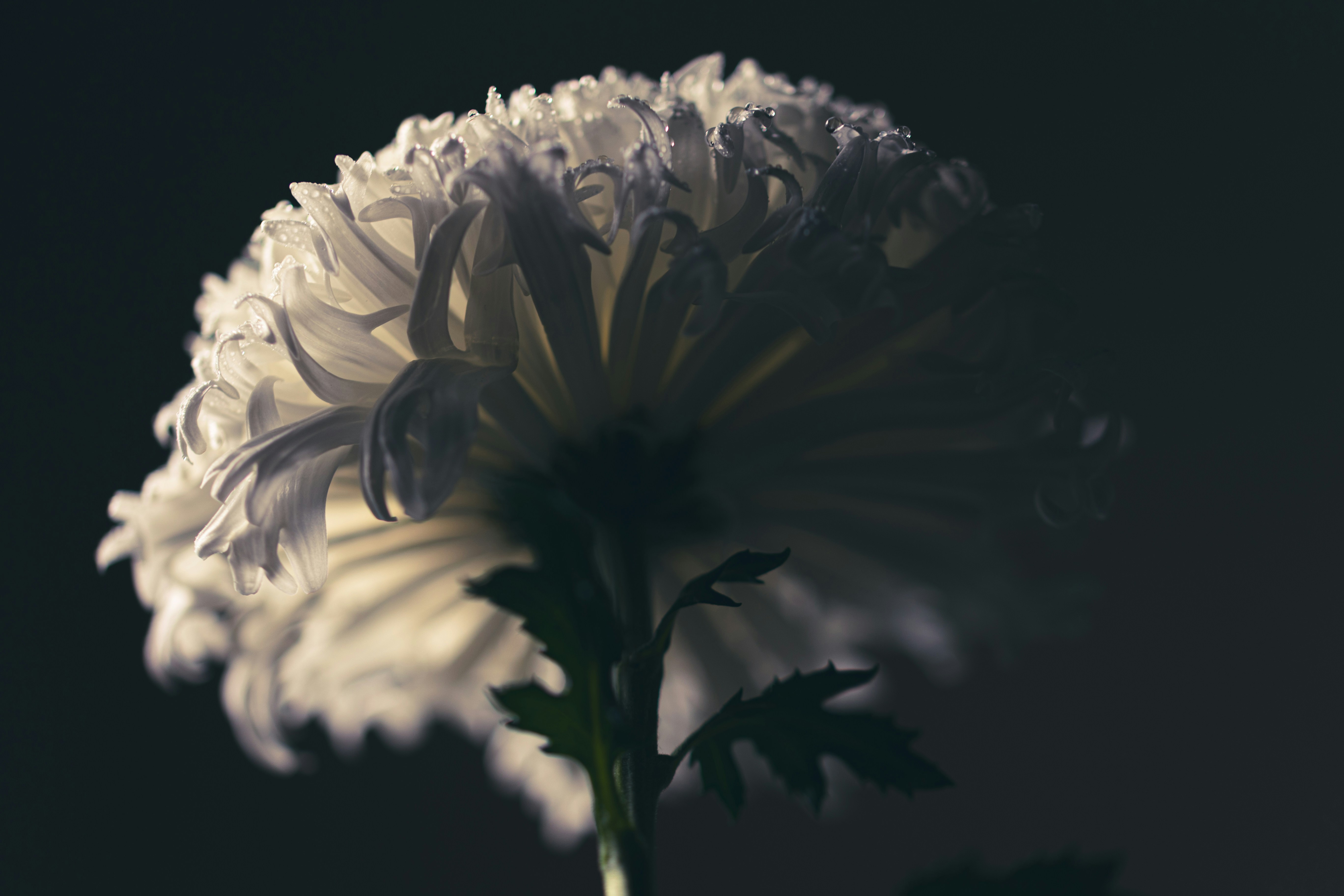 Photo by kamekichi_photos