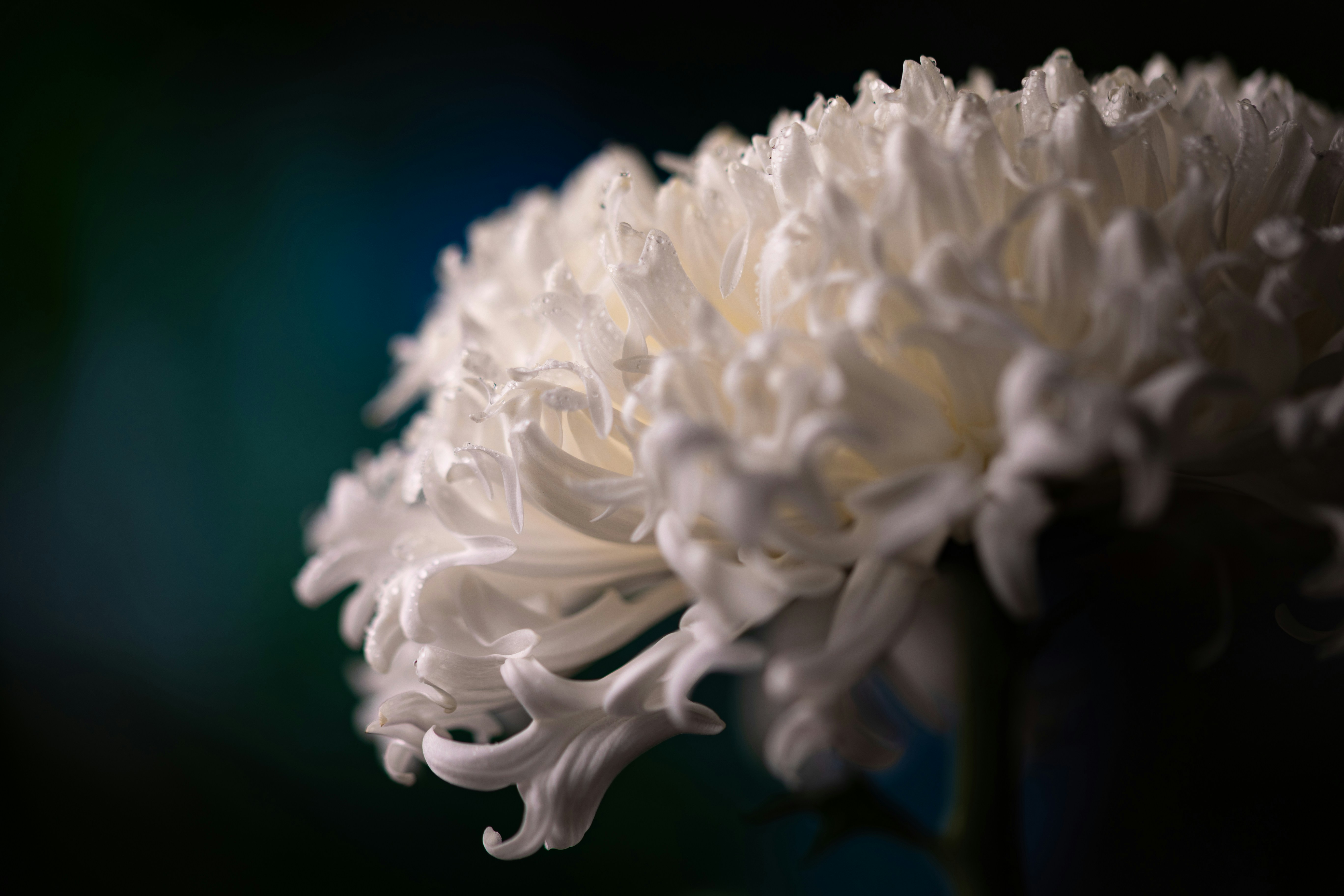 Photo by kamekichi_photos