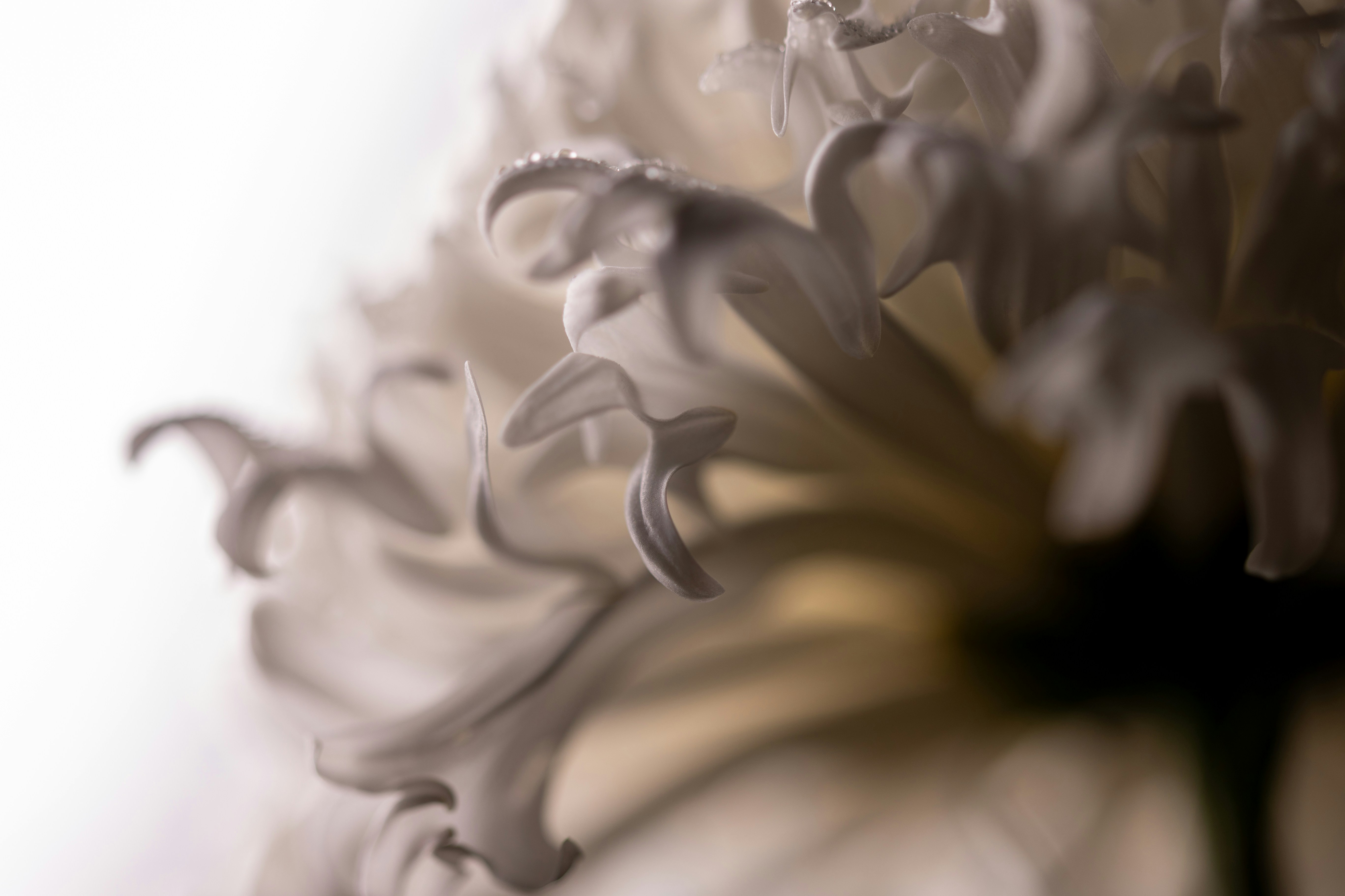 Photo by kamekichi_photos