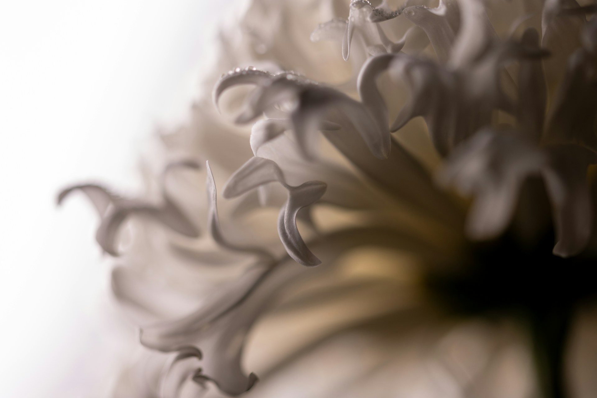 A close up of a flower with a blurry background