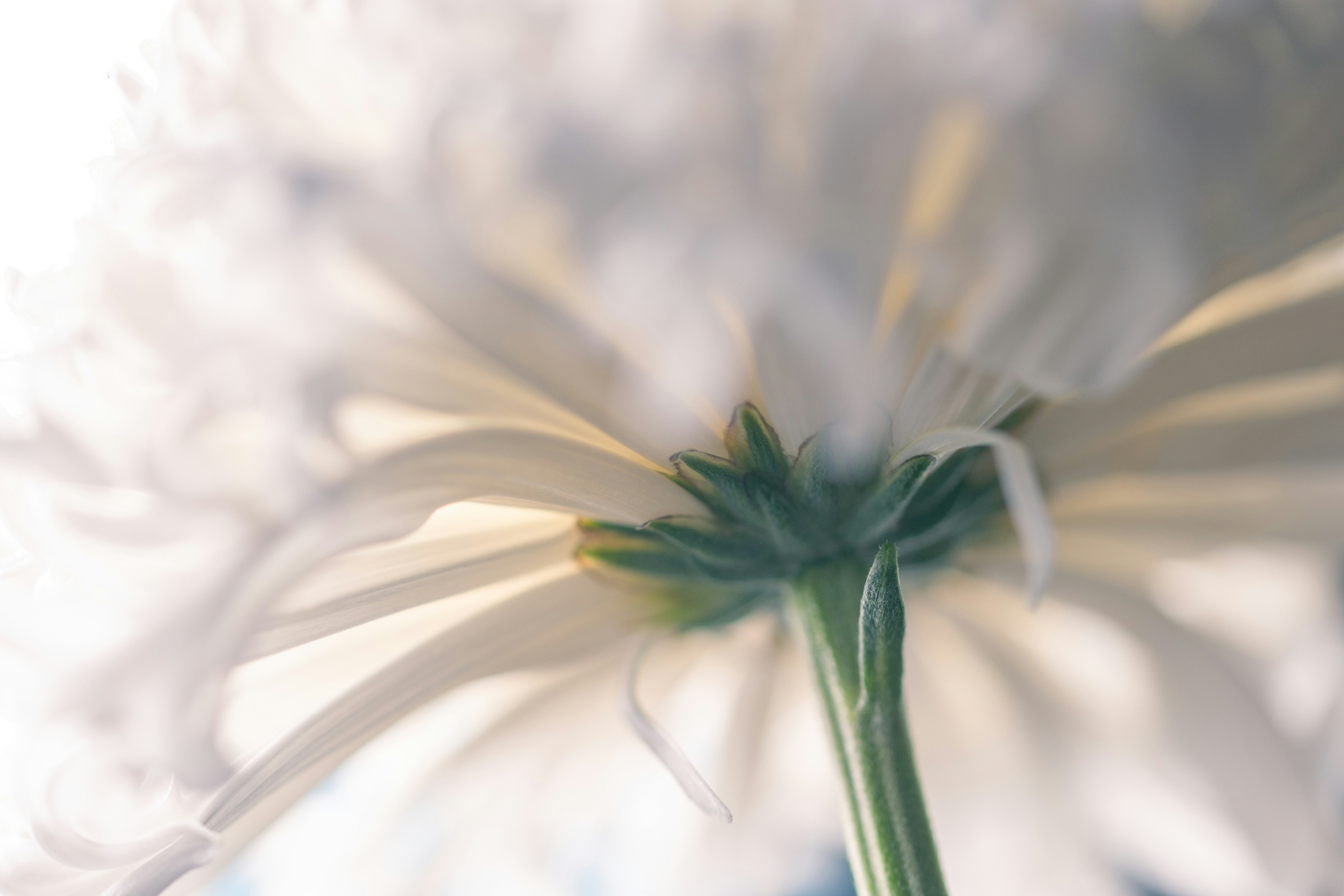 Photo by kamekichi_photos