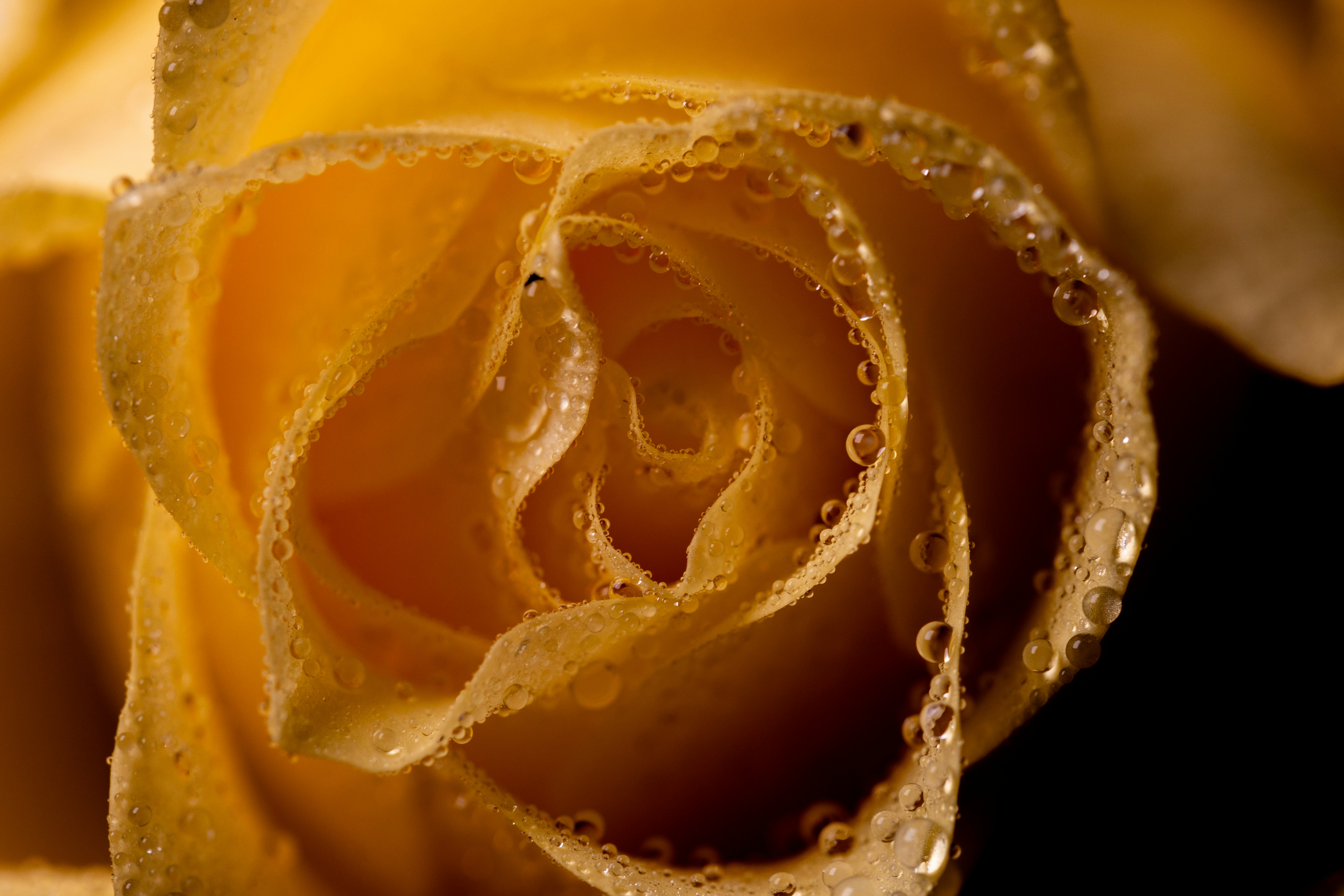 A close up of a yellow rose with water droplets
