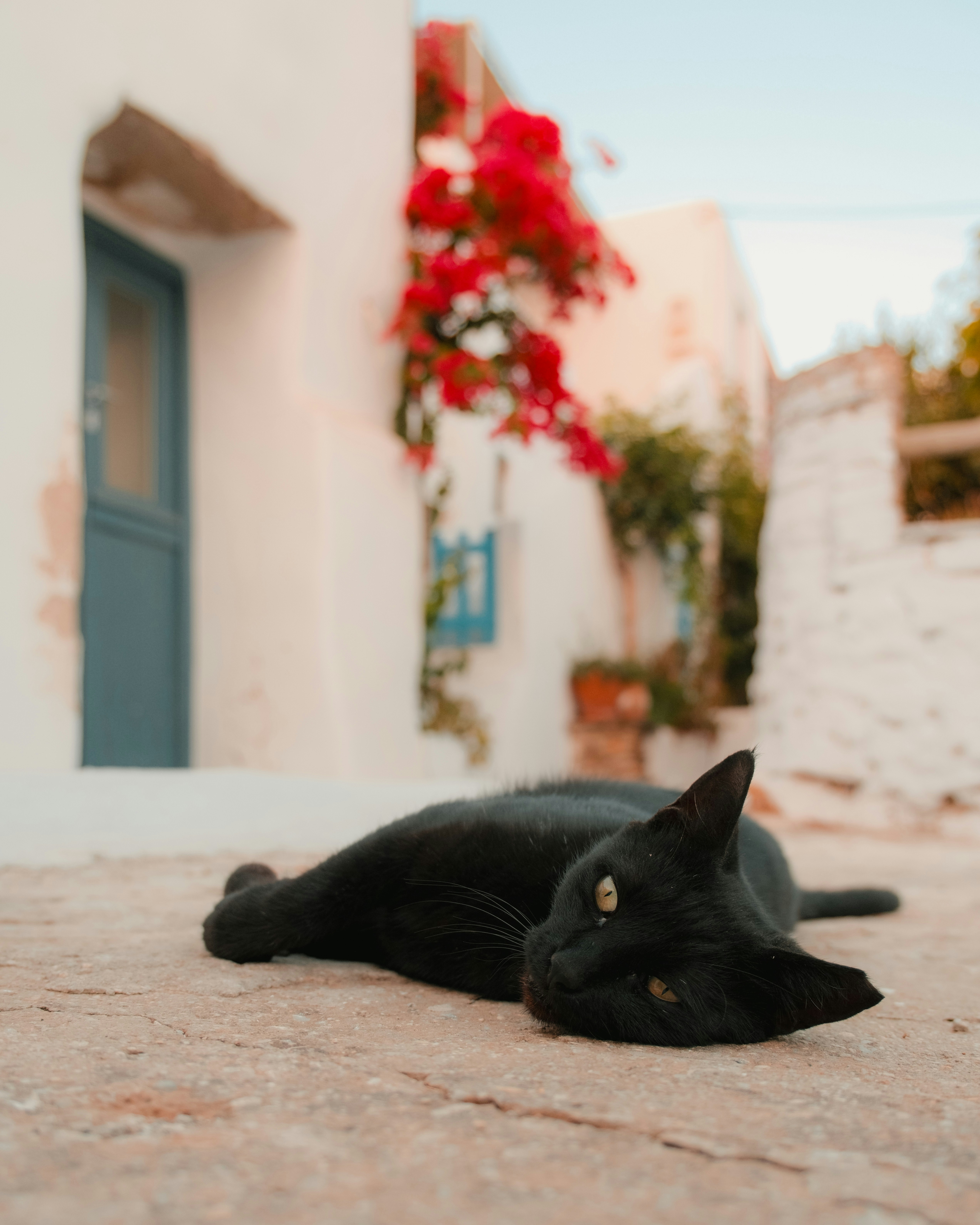 A black cat laying on the ground in front of a building