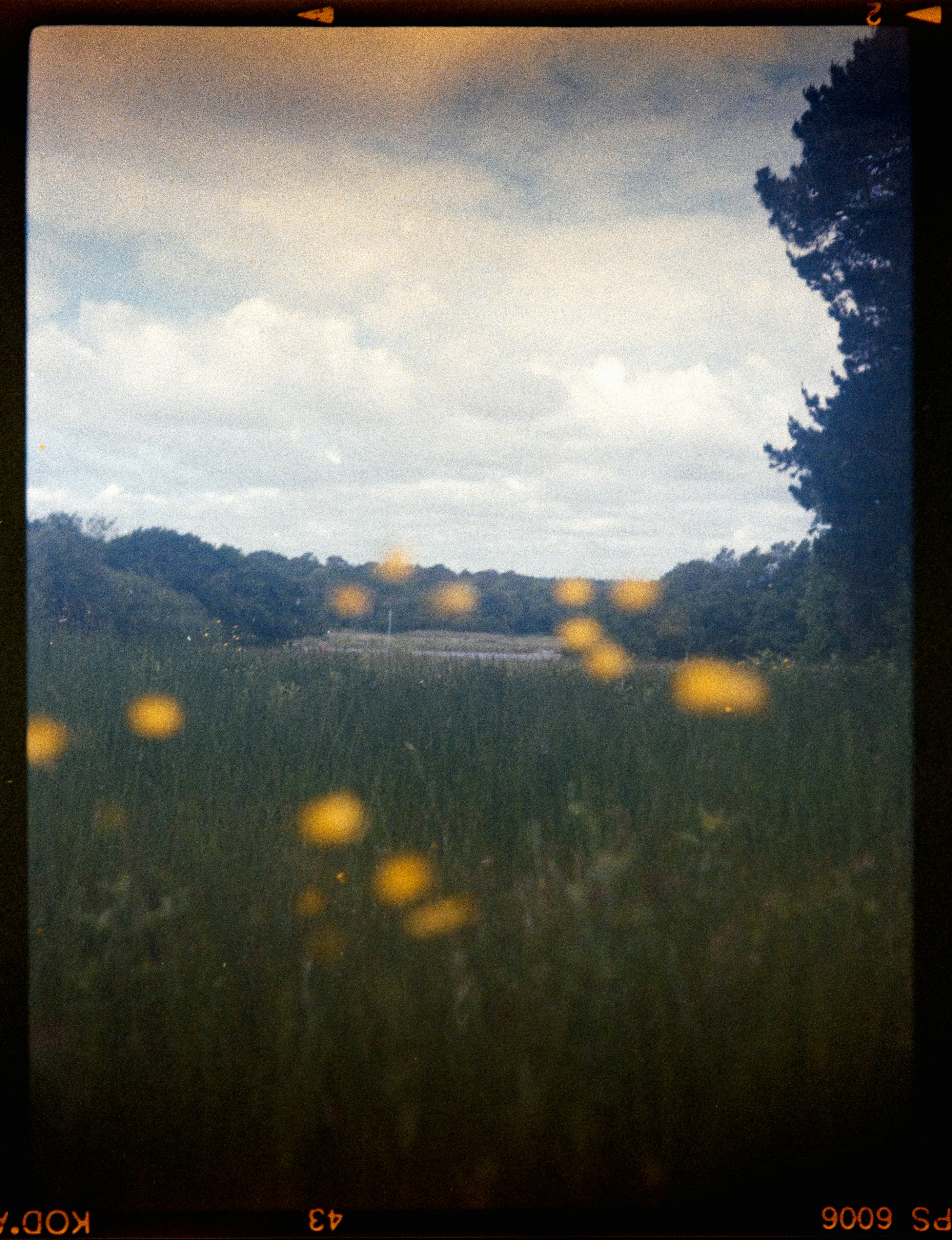 A field with yellow flowers and trees in the background