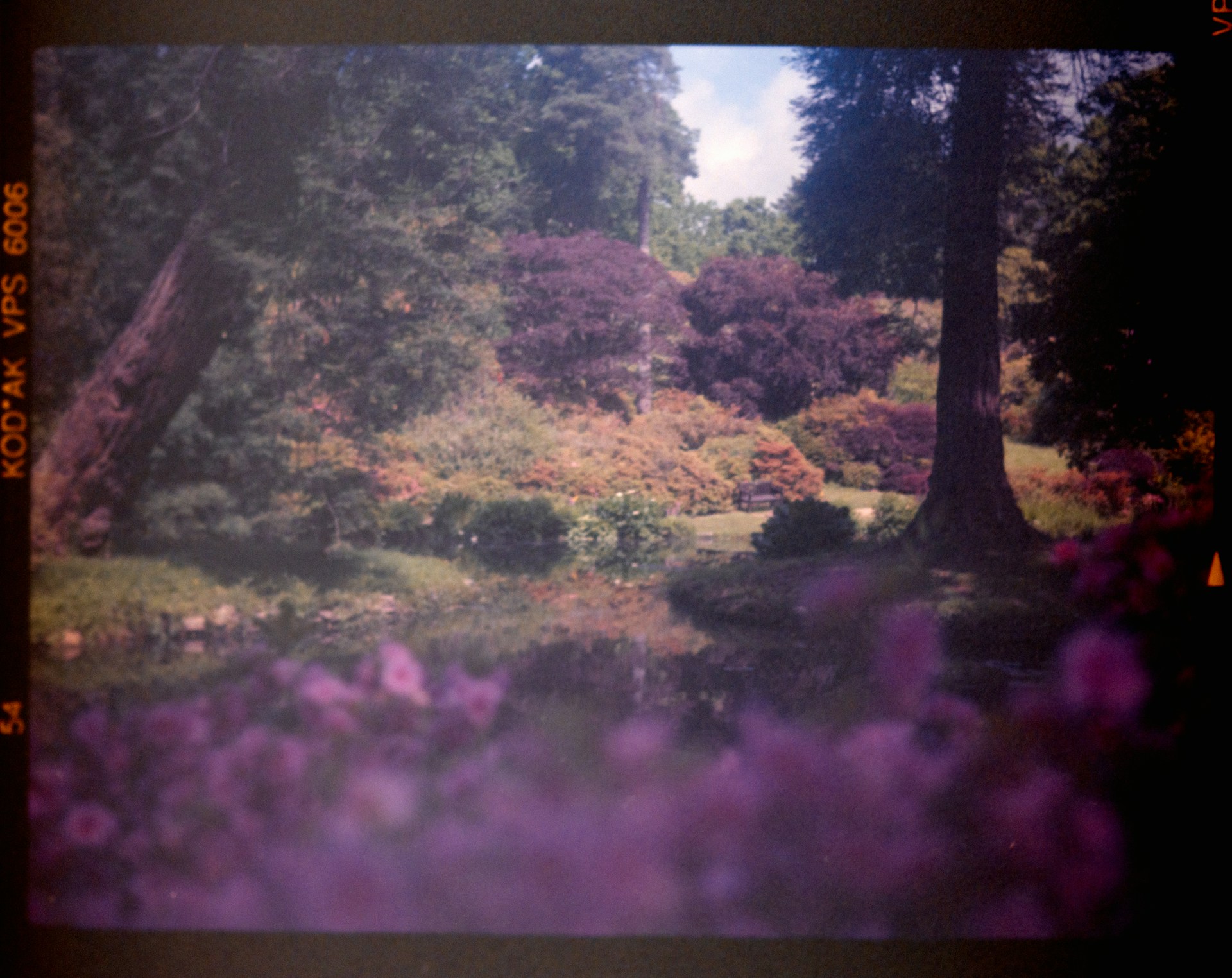 A picture of a park with trees and flowers