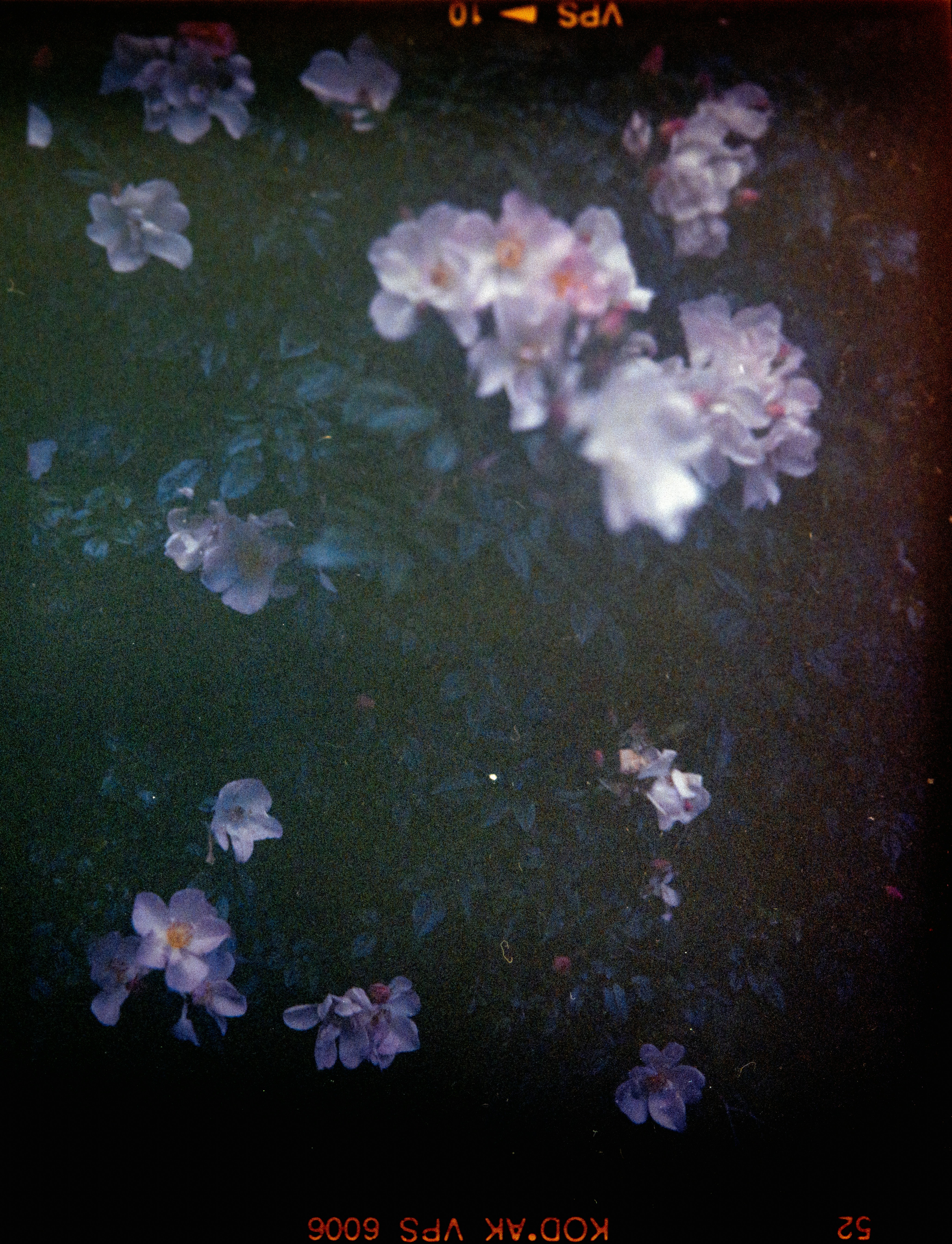 Photo by anniespratt