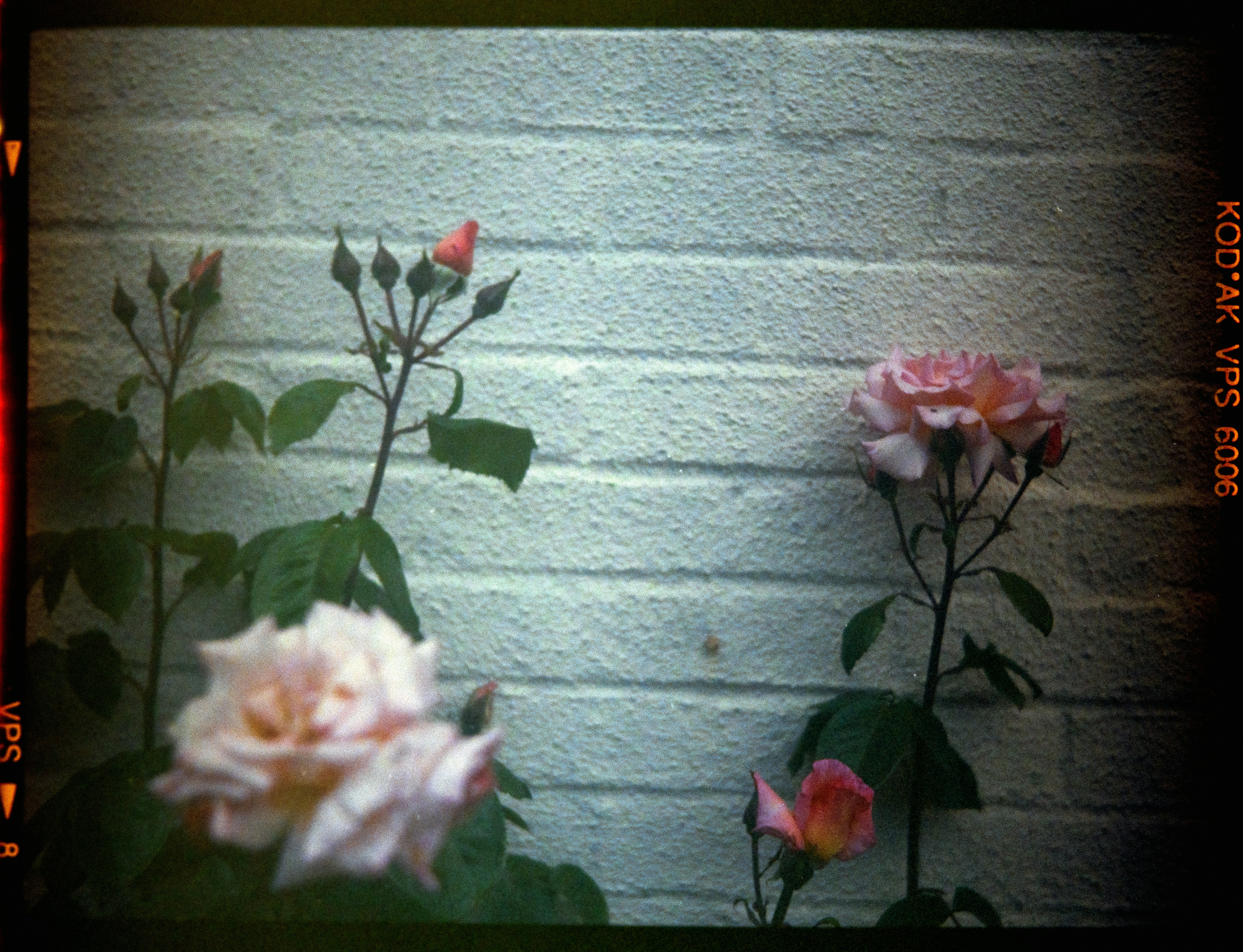 A picture of some pink roses against a white brick wall