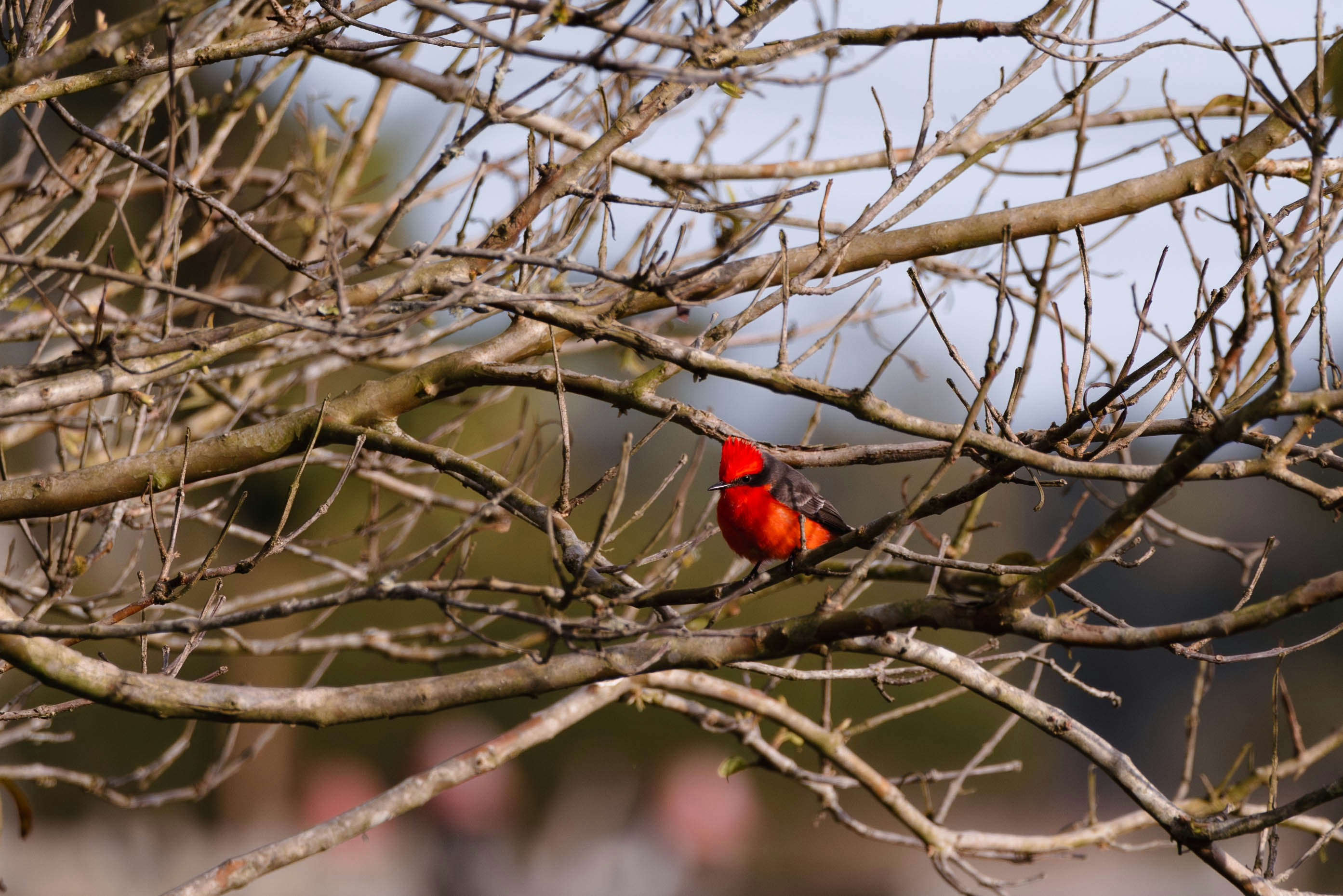 Photo by matheuskprot