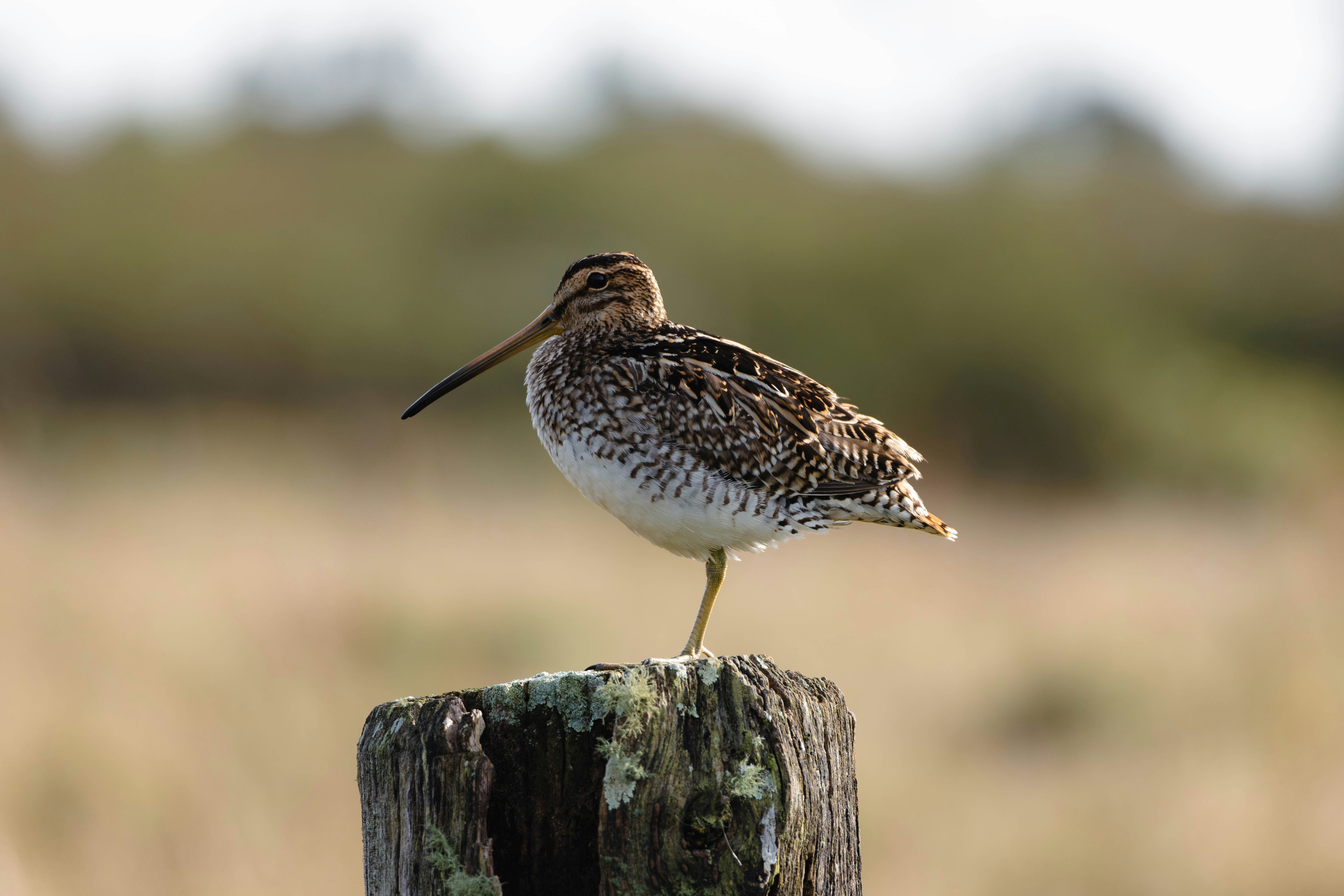 나무 기둥 위에 앉아있는 작은 새