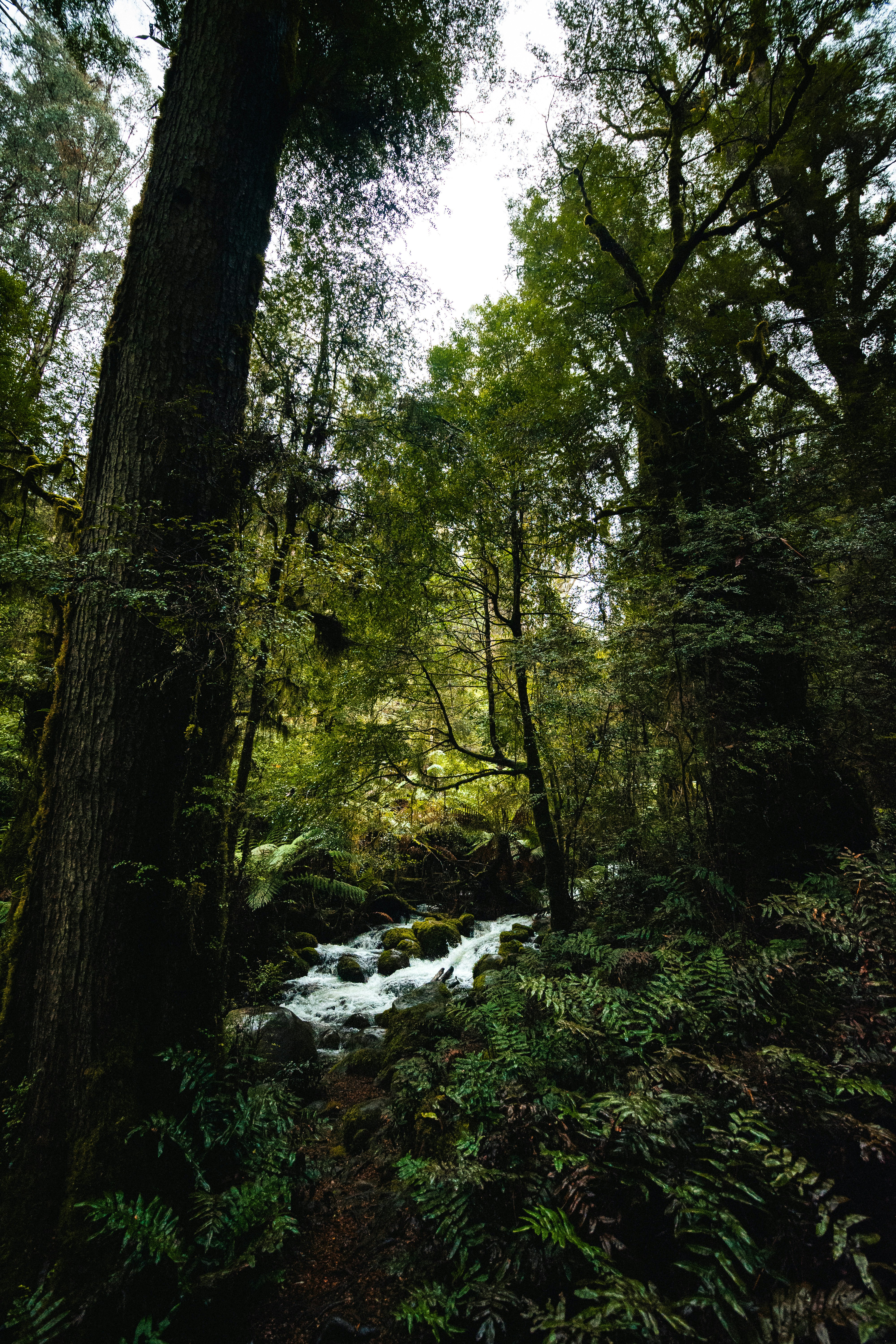 A stream running through a lush green forest