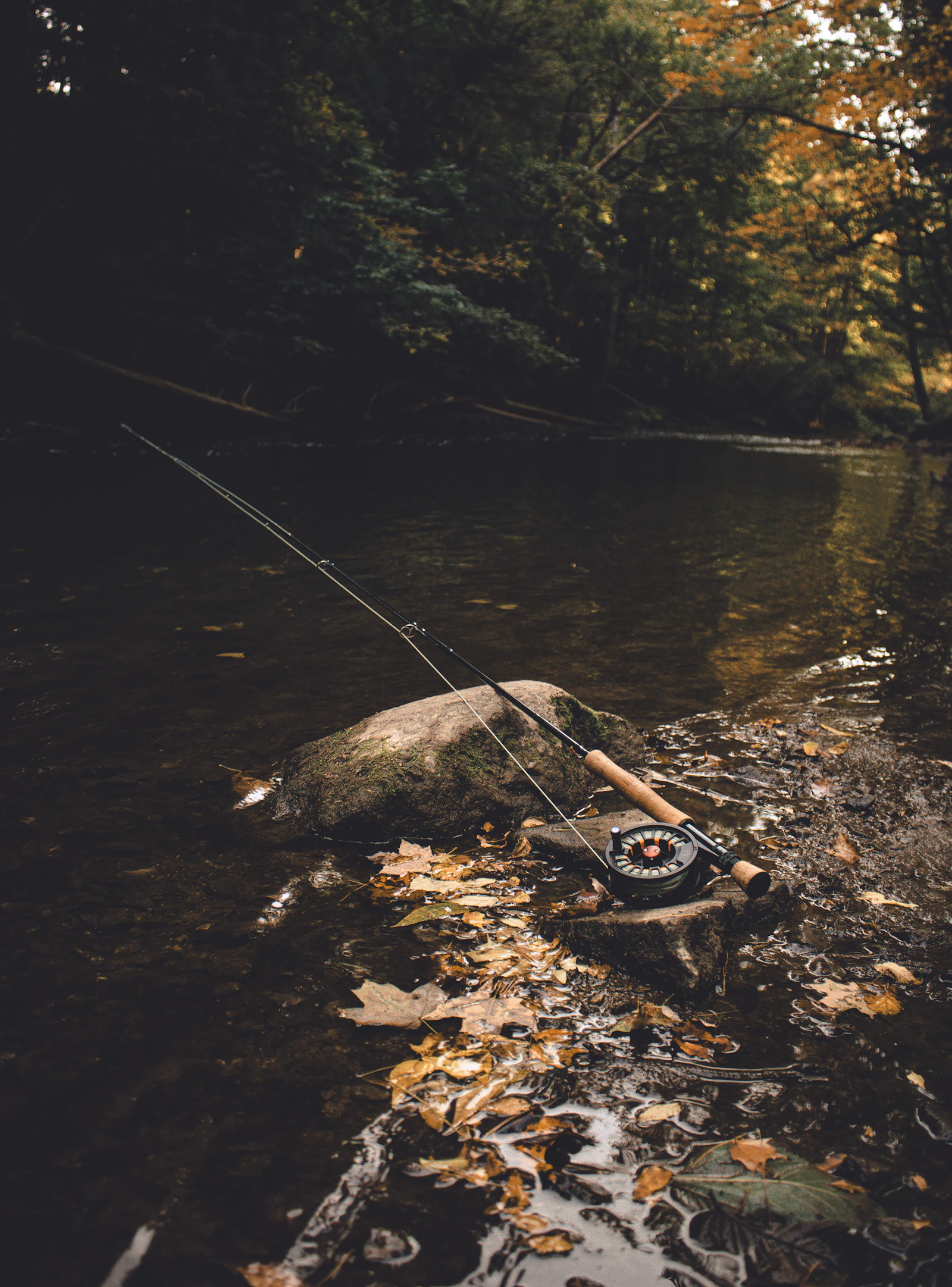 A fly rod and reel resting on a rock in a leaf-strewn river — fall streamer fishing on a Colorado tailwater