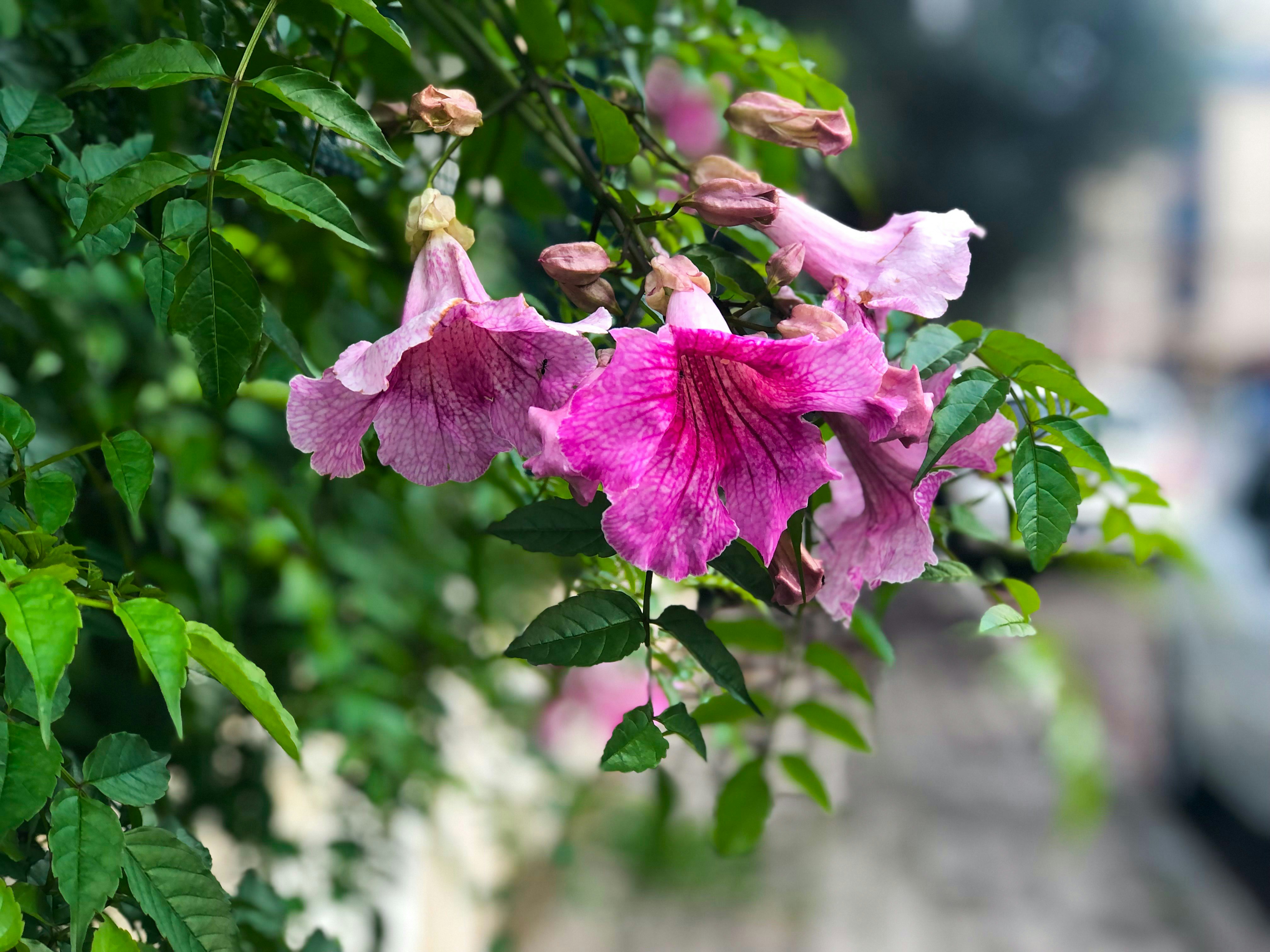 A bunch of pink flowers hanging from a tree