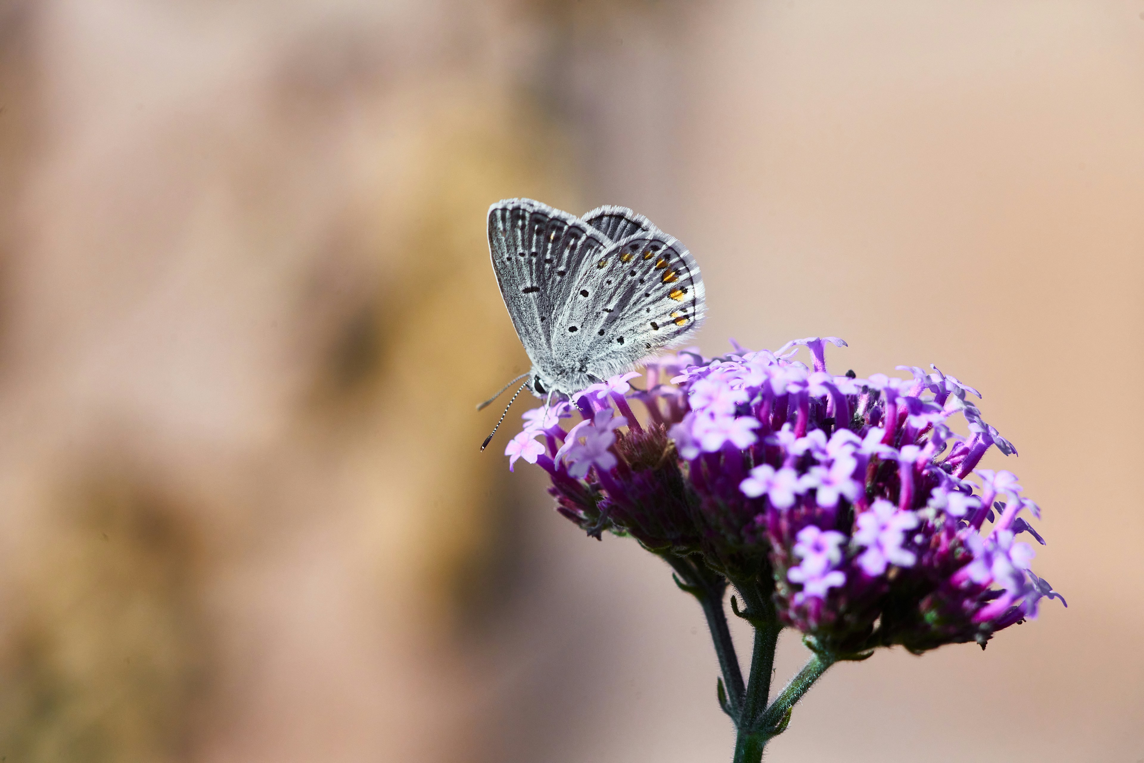 Ein blauer Schmetterling, der auf einer lila Blume sitzt