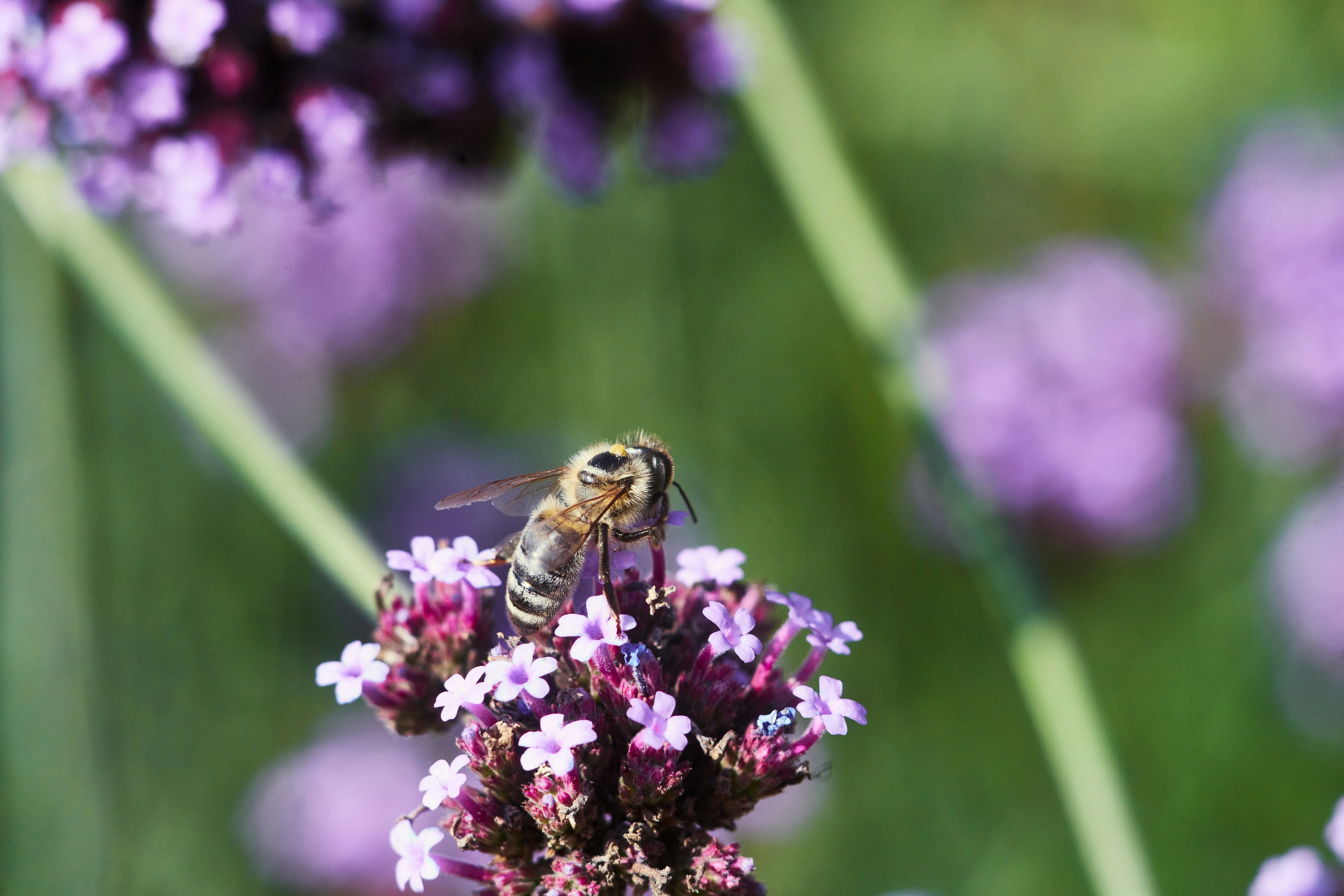 Eine Biene, die auf einer lila Blume sitzt