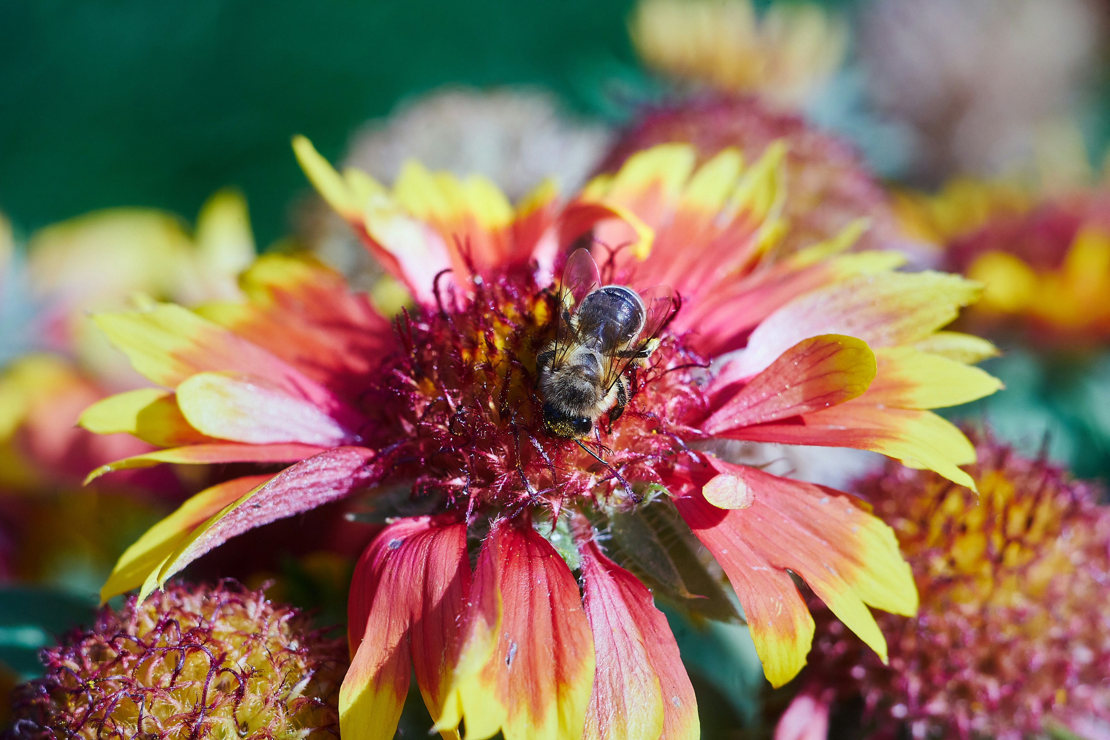 Ein Blumenstrauß mit einer Biene darauf