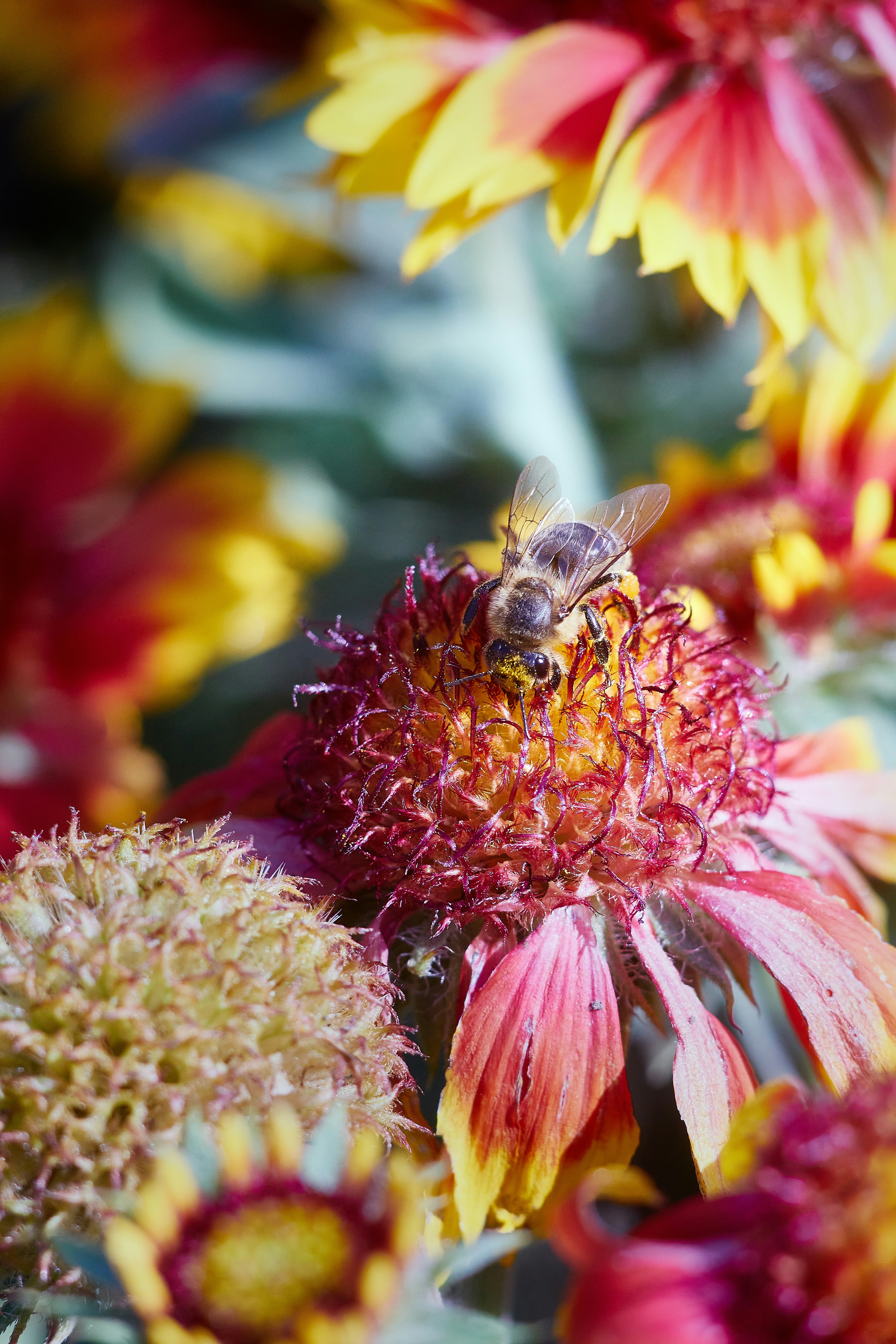 Eine Biene, die auf einer Blume in einem Garten sitzt