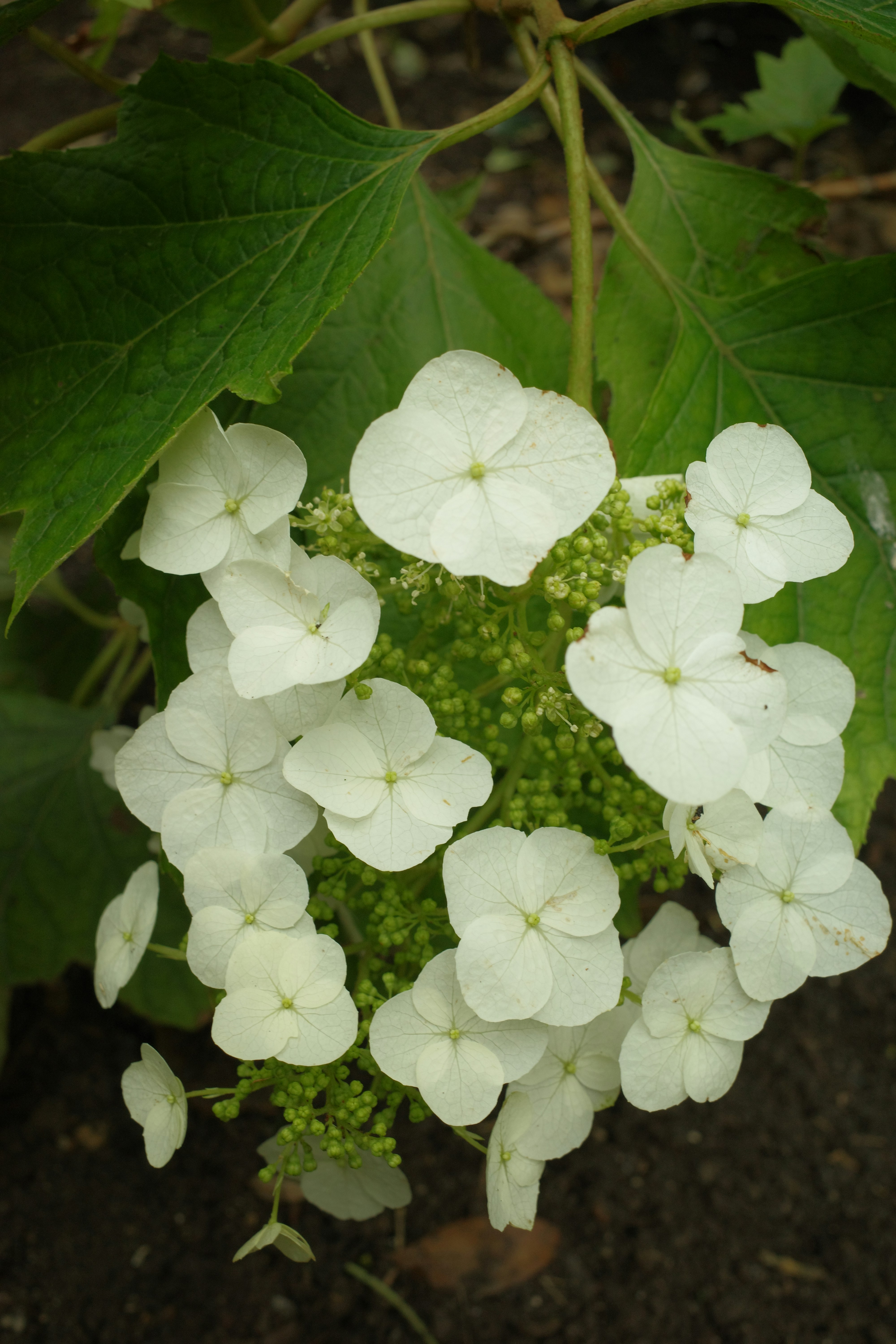 Photo by ducphan1432