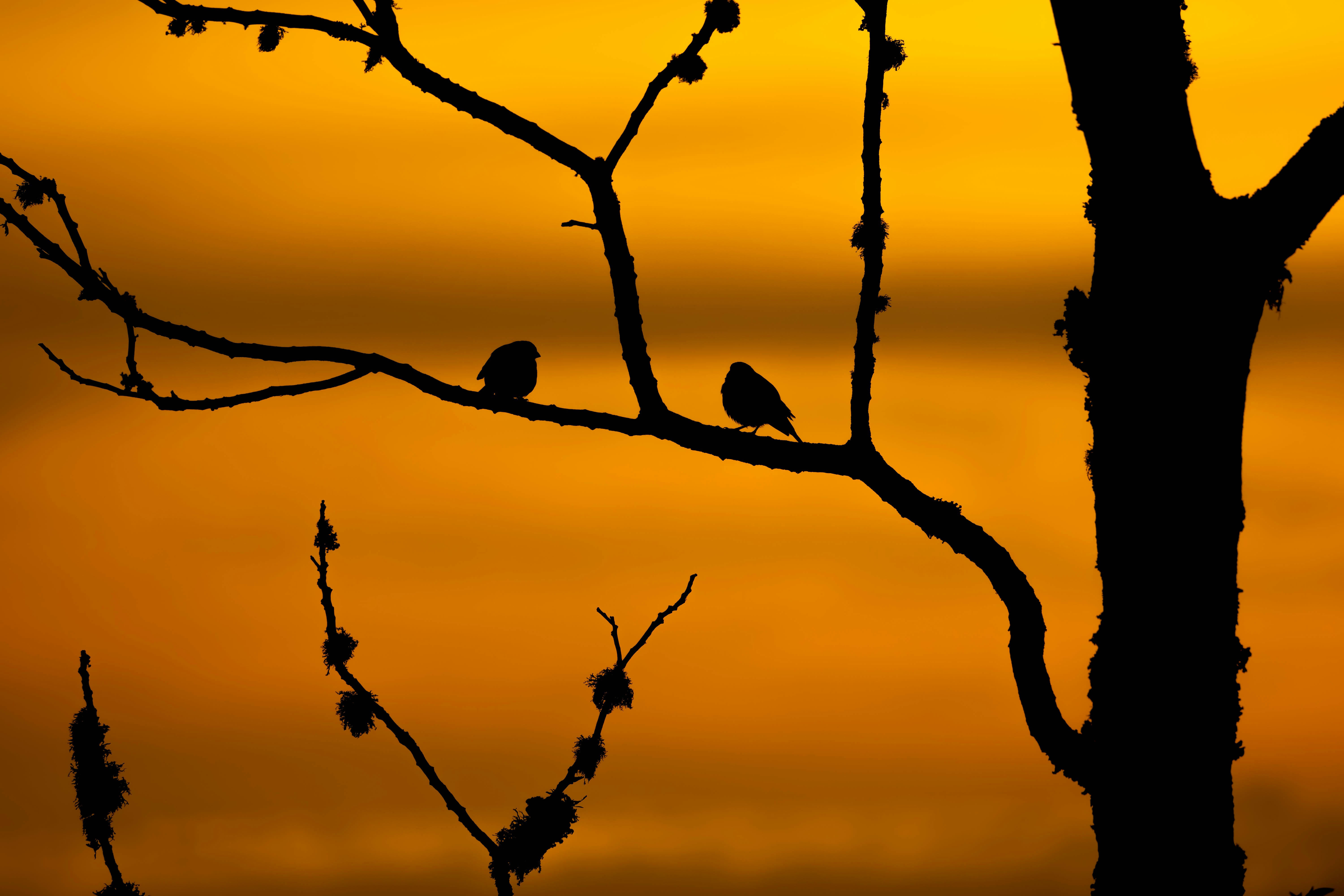 나뭇가지에 앉은 두 마리의 새